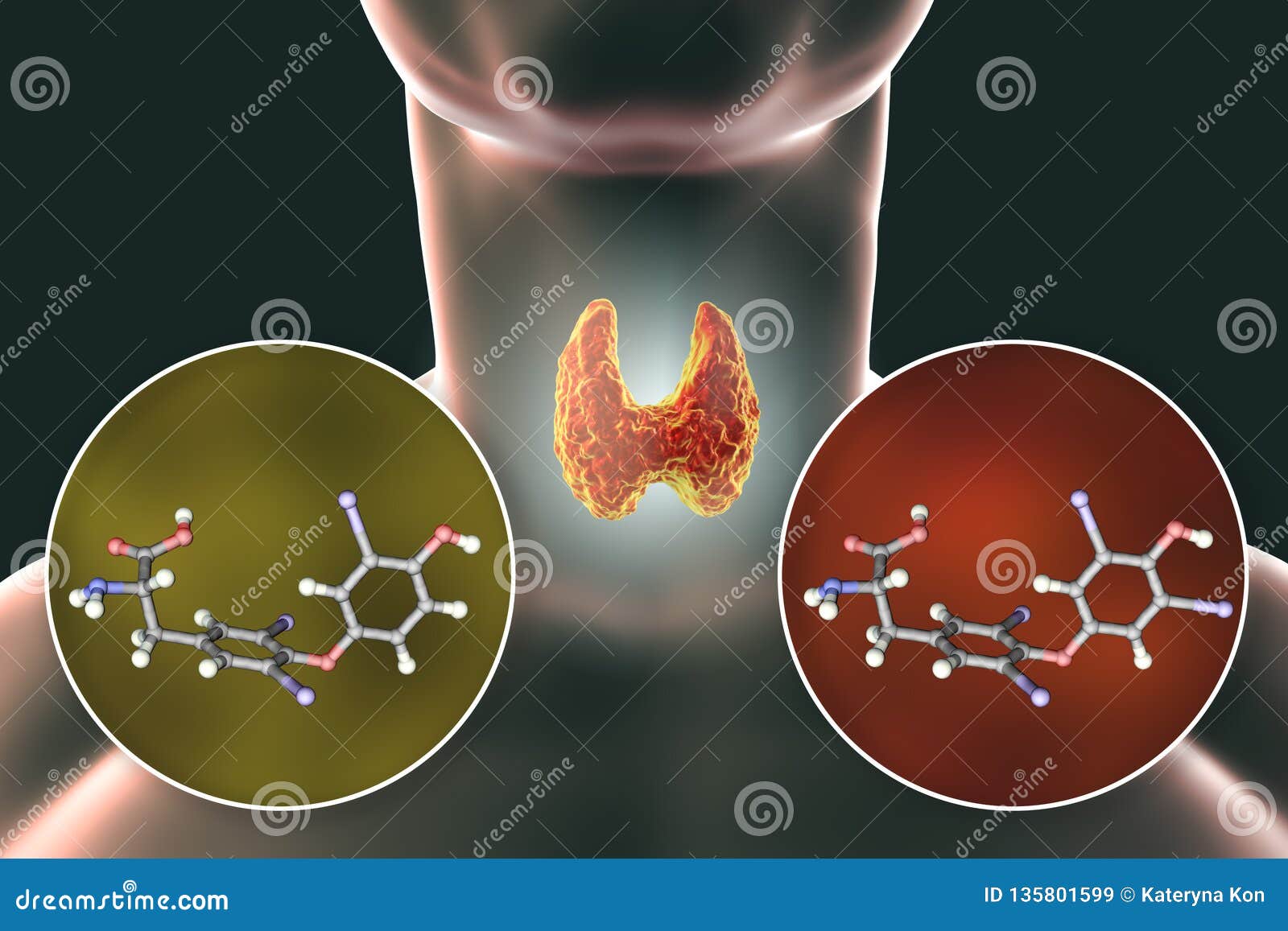 Hormonas metabólicas tiroideas proyecto de fisiología 1º B