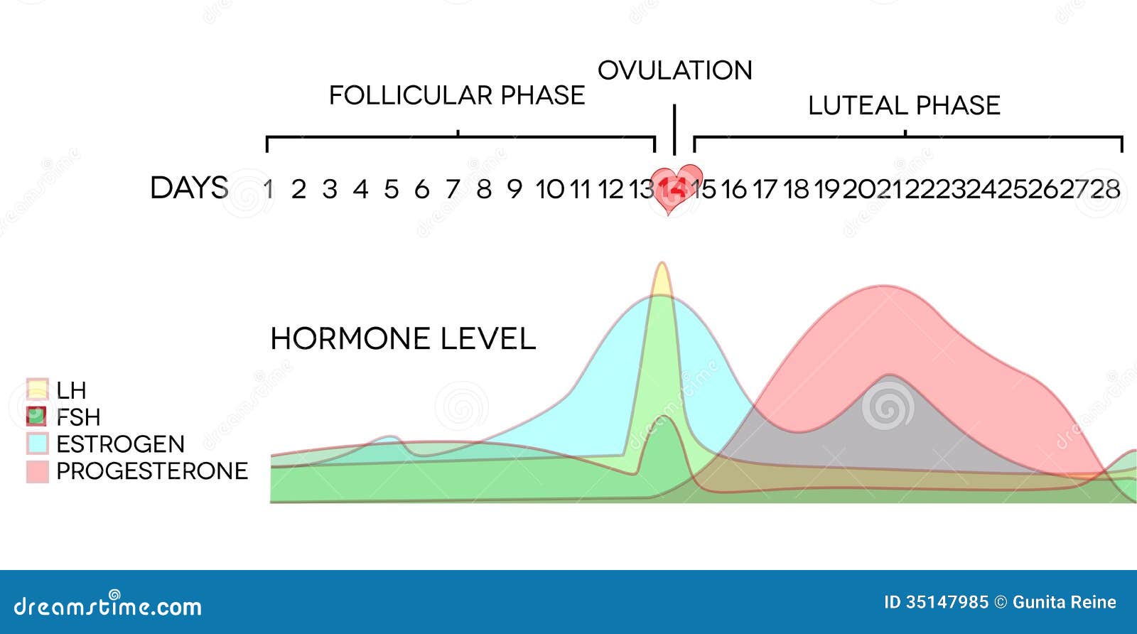 Hormone Levels Cycle Chart