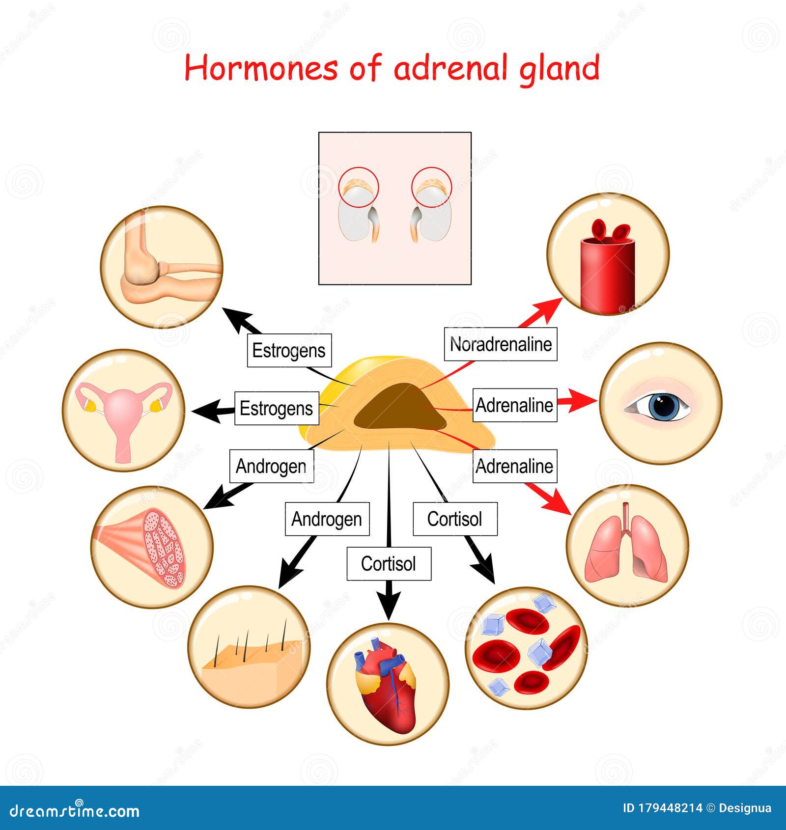 hormones of adrenal gland and human organs that respond to hormones