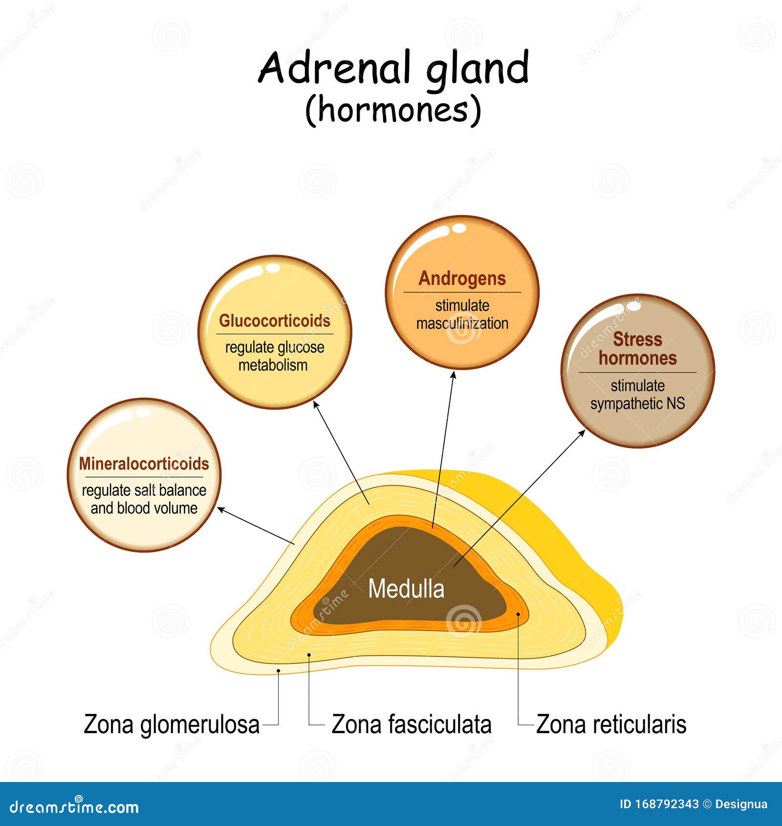 adrenal gland produces what hormone