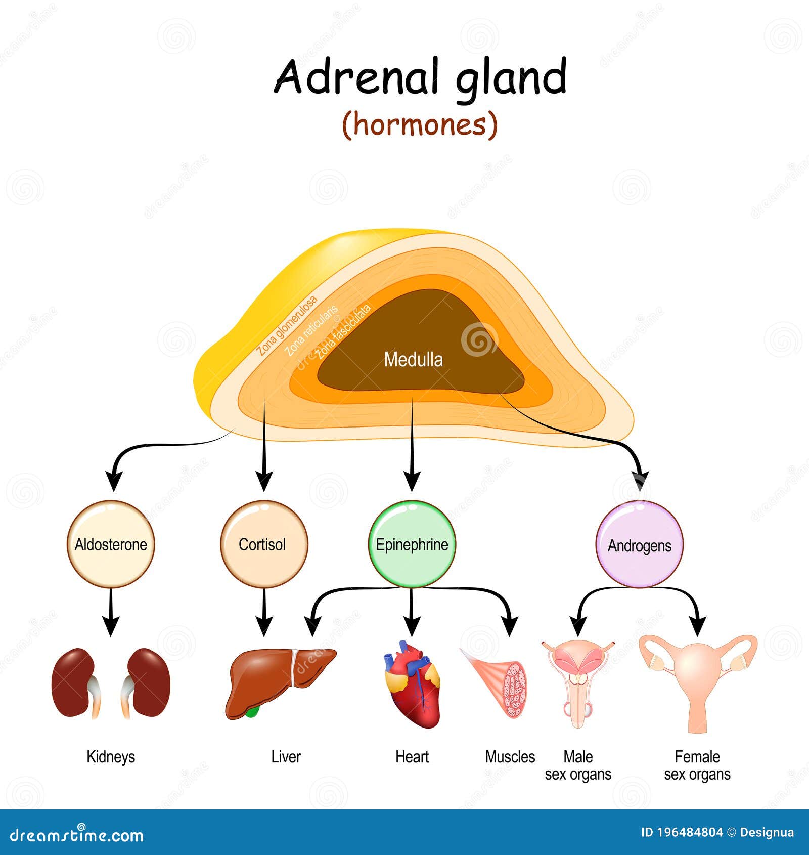 Adrenal Gland Diagram Labeled