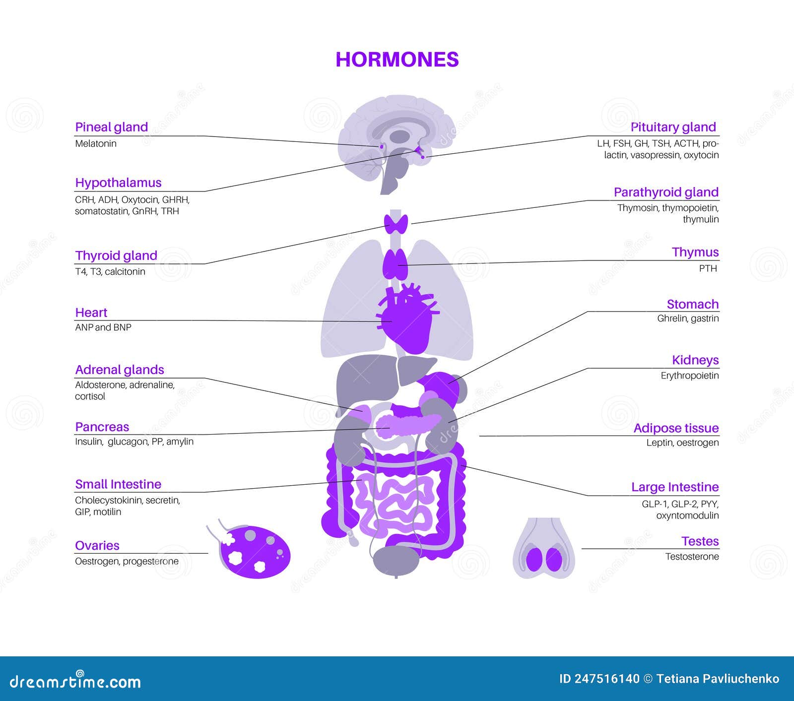 Hormones In Human Body Vector Illustration Biology Diagrams