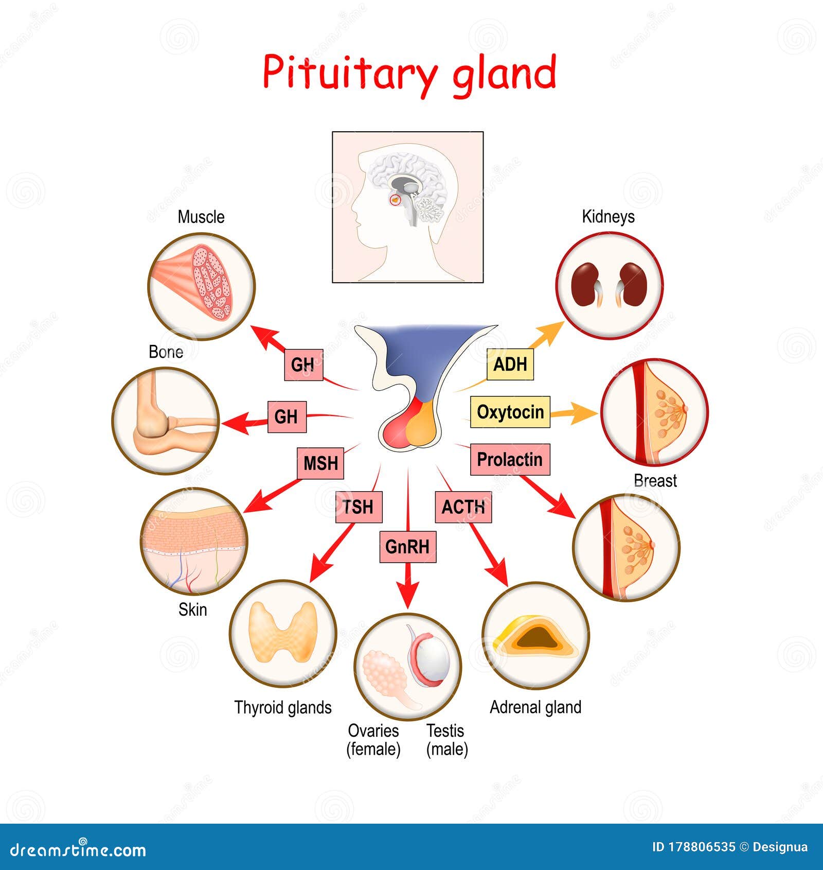 hormones secreted in the adrenal gland hormones secreted in the adrenal gland