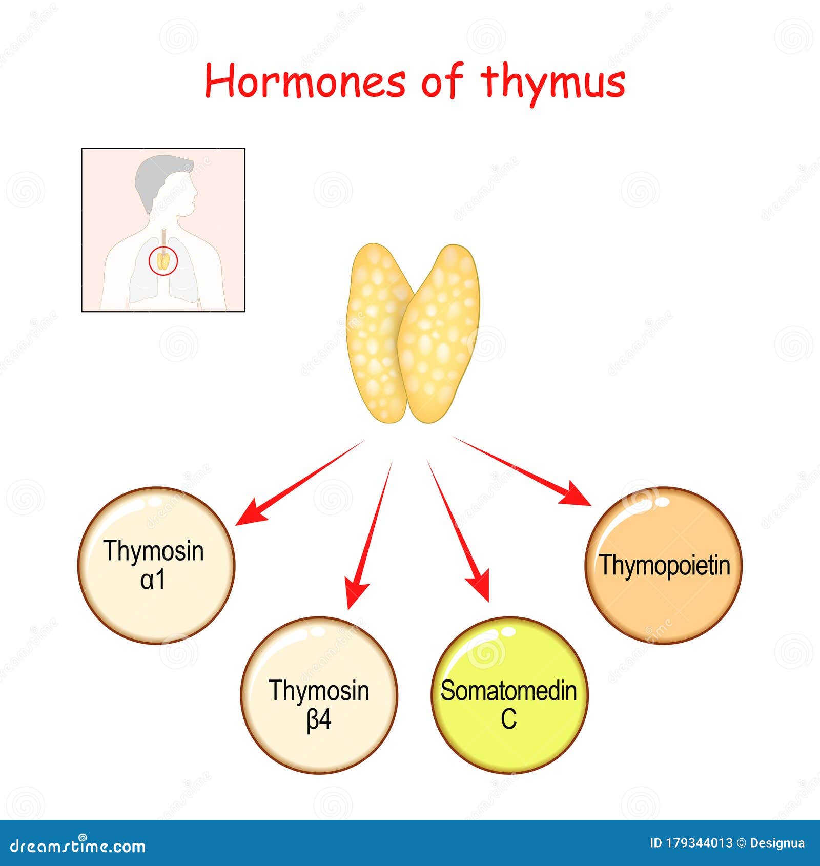 Thymus Gland Of Endocrine System. Medical Science Vector Illustration