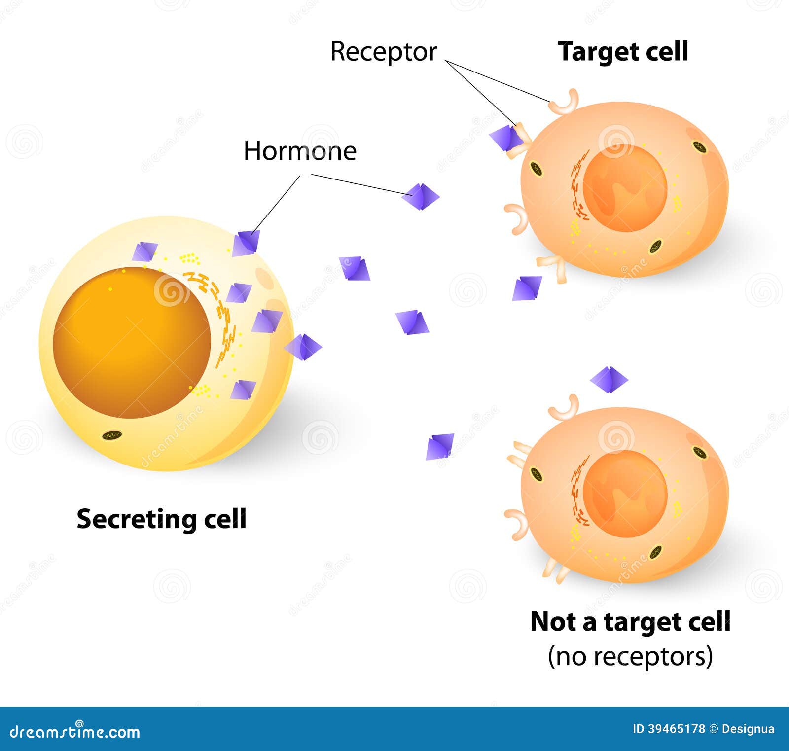 Why Are Receptors For Steroid Hormones Located Inside Why Are Receptors For Steroid Hormones Located Inside
