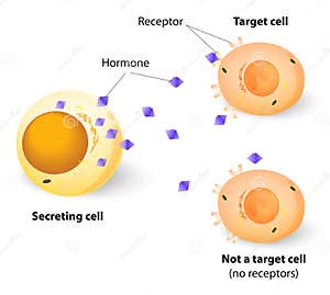 Hormones Receptors And Target Cells Cartoon Vector CartoonDealer 