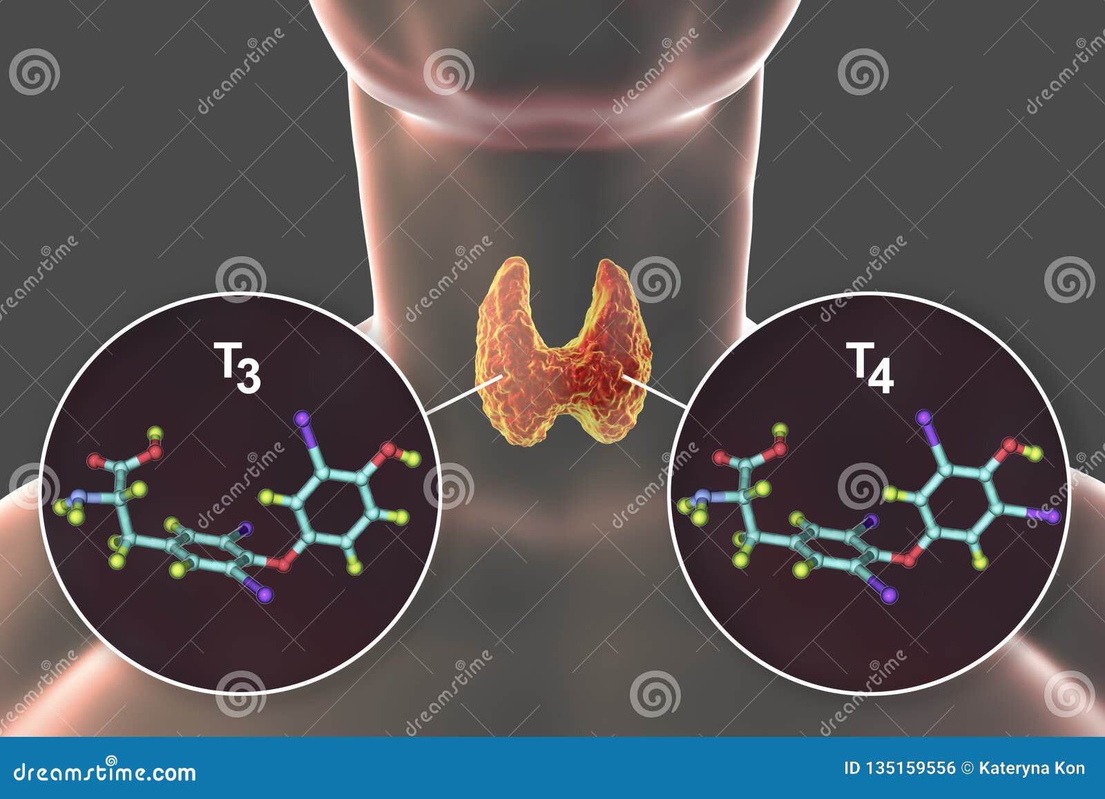 Hormones Of Thyroid Gland T3 And T4 Stock Illustration Illustration