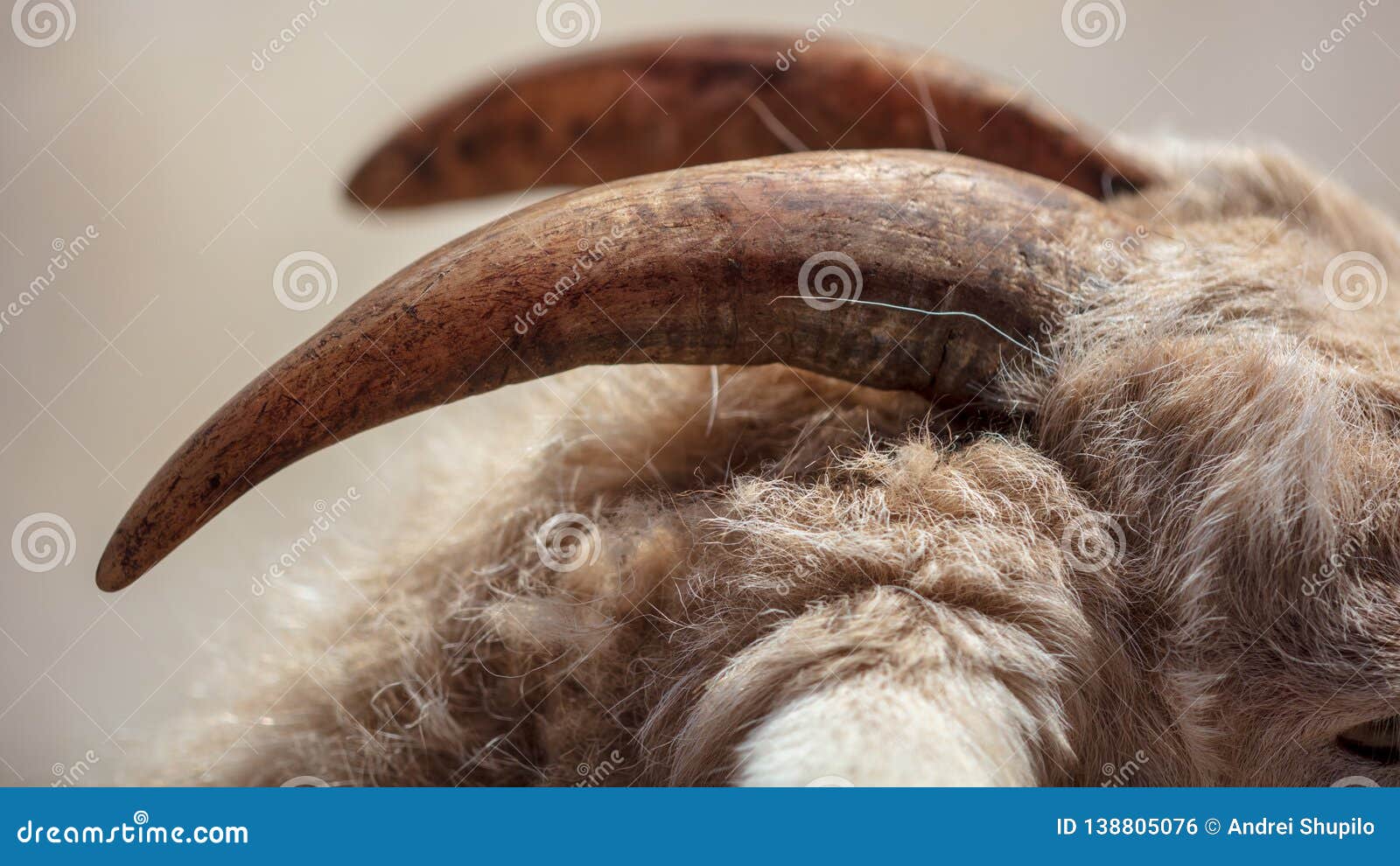 Horn of a Mountain Goat in a Zoo Stock Photo Image of head, horns