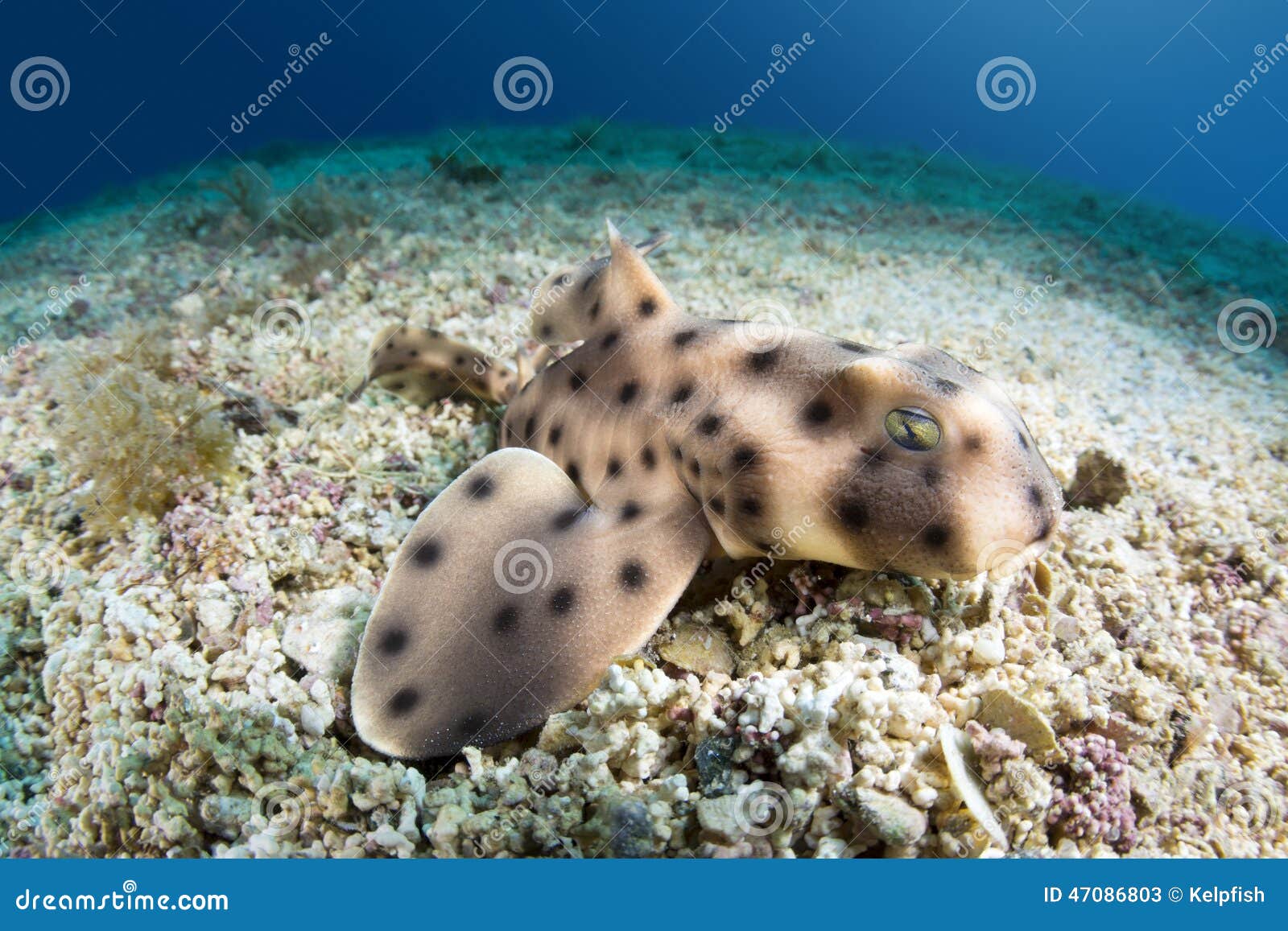 Horn Shark Stock Photos - Free & Royalty-Free Stock Photos from Dreamstime