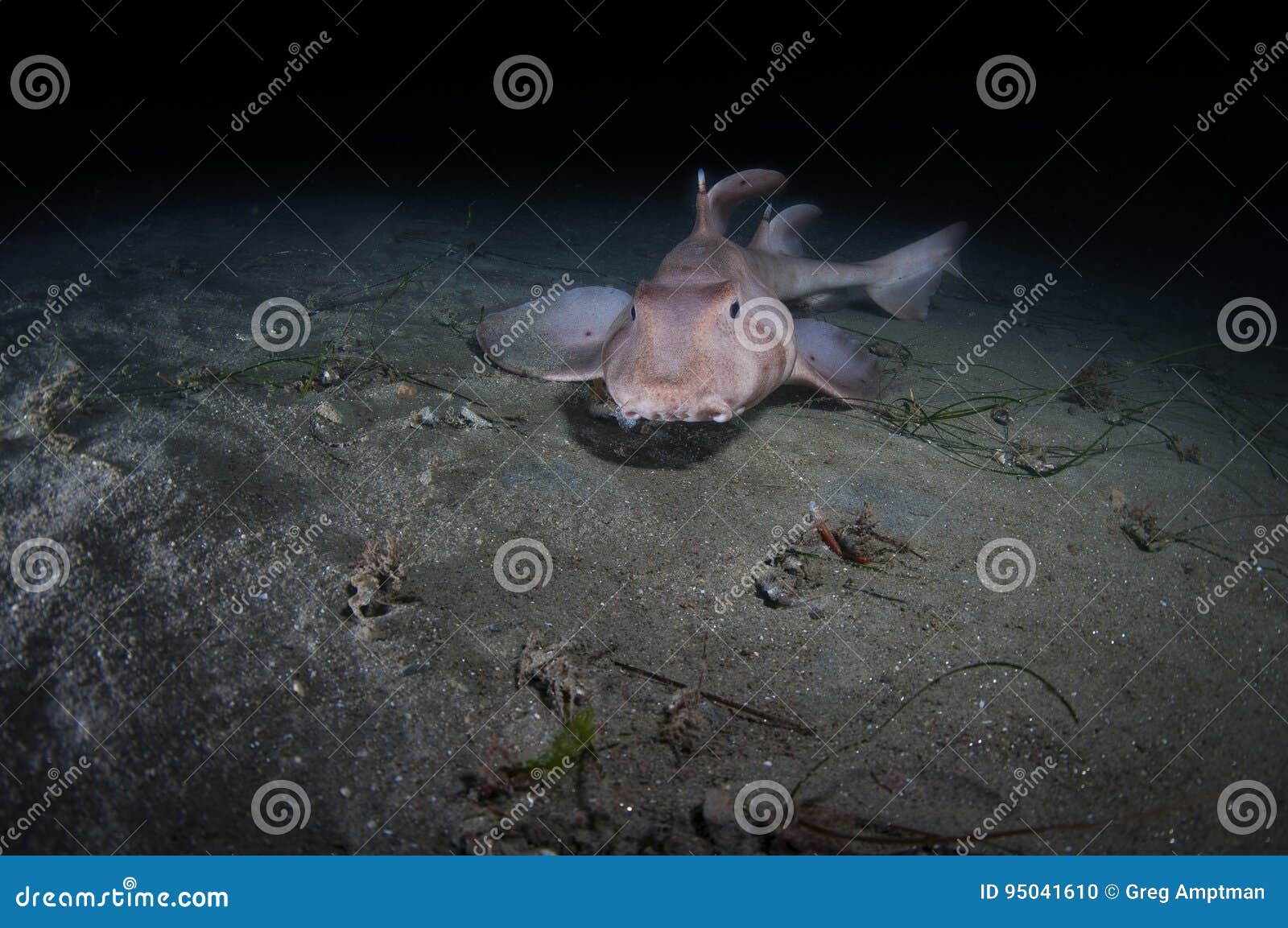 Horn Shark stock photo. Image of floor, scripps, wilderness 95041610