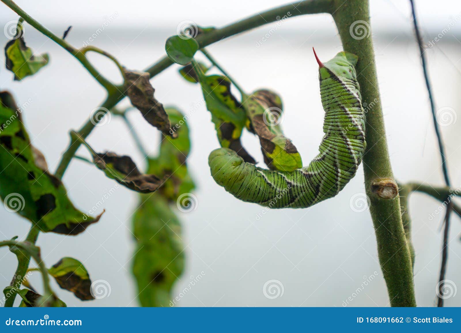 Horn Worm on Vine stock photo. Image of dark, ripe, healthy 168091662