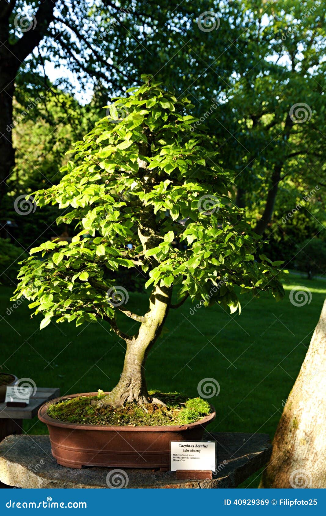 Hornbeam bonsai stock image. Image of bonsai, china, asian 40929369