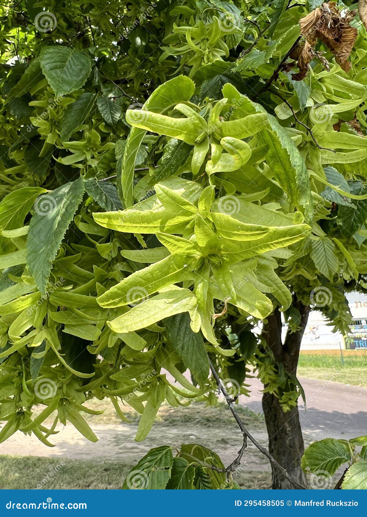 hornbeam, carpinus, betulus