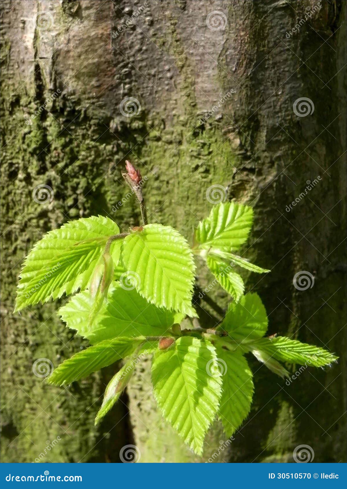 Hornbeam tree sapling stock photo. Image of plant, spring 30510570