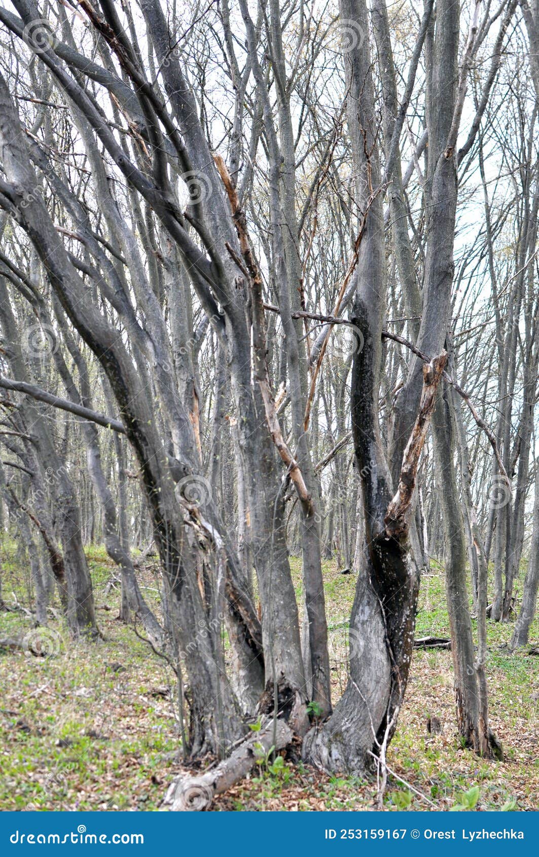 Hornbeam Trees Growing in the Forest Stock Image Image of primeval