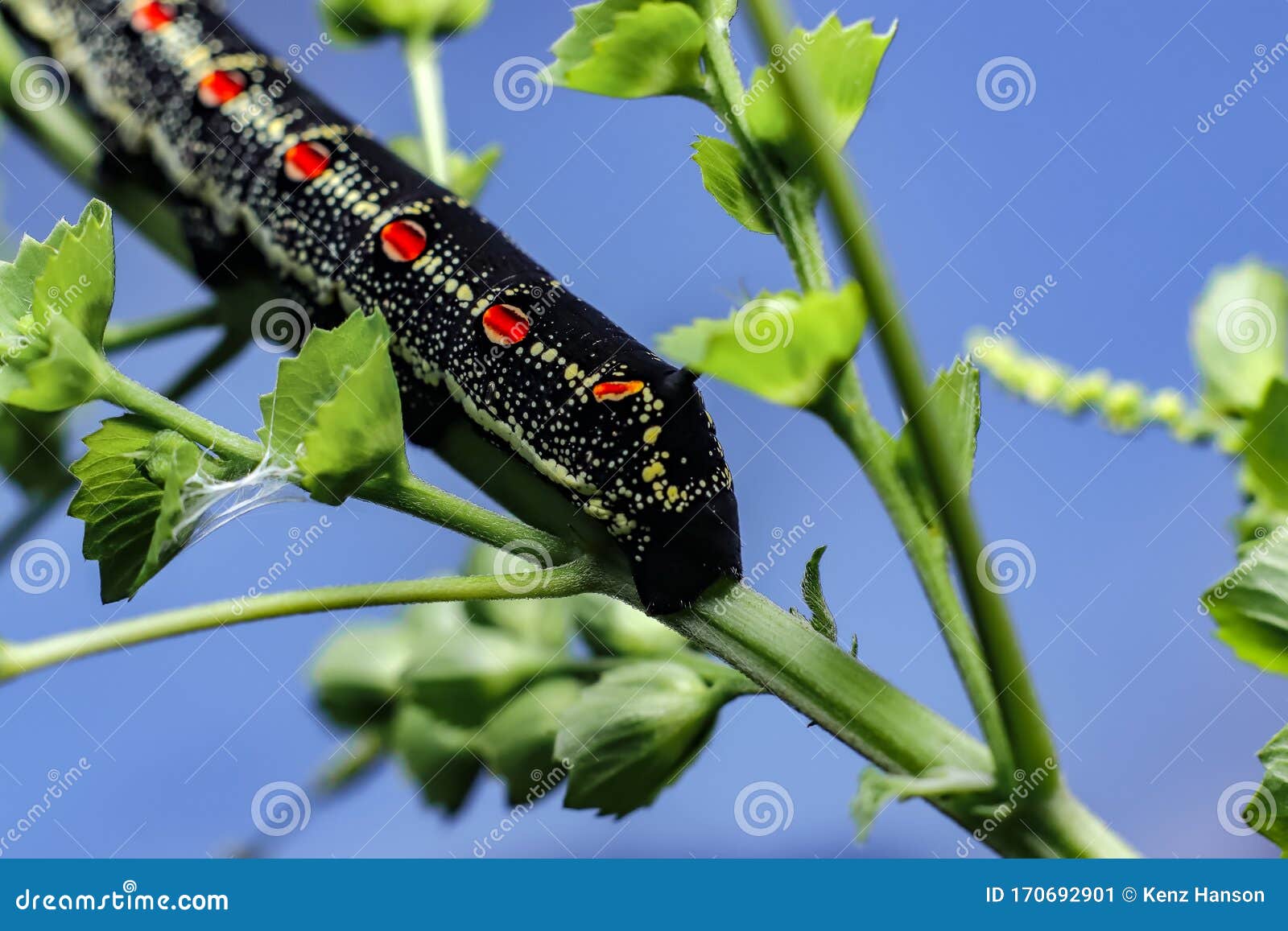 Horned Black Caterpillars Focus on the Head. the Insect Has a Red