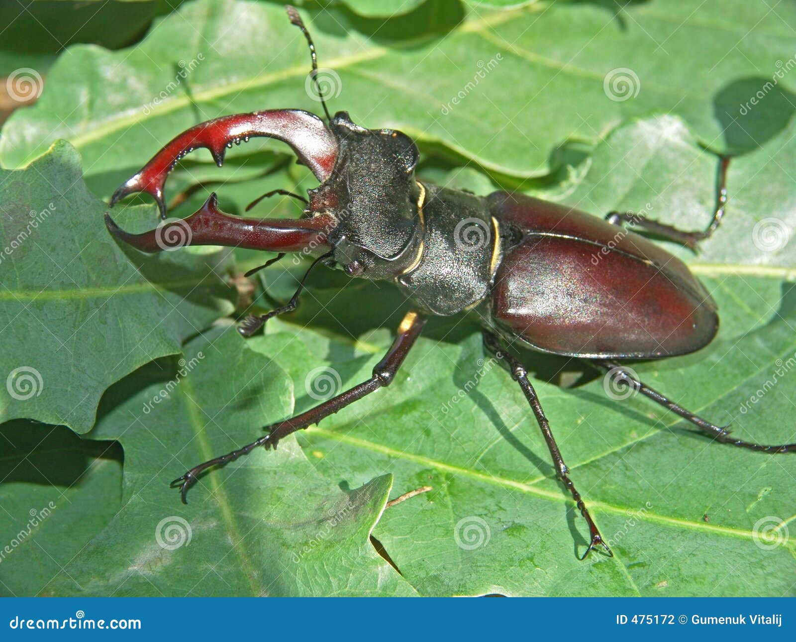 Horn Bug