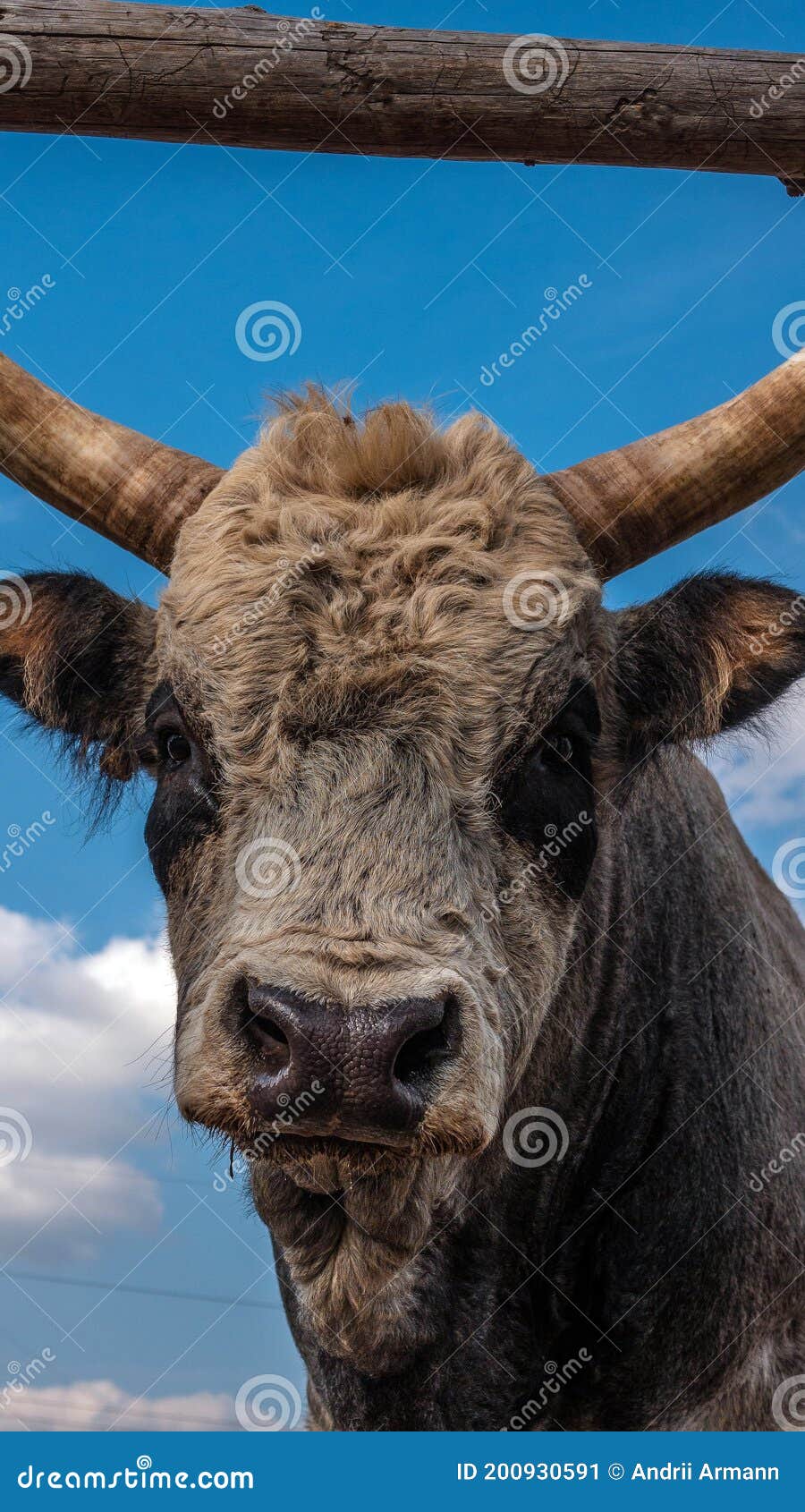 Horned Cow, Cow`s Head Close-up. Bull Animal on the Farm Stock Image -  Image of china, design: 200930591