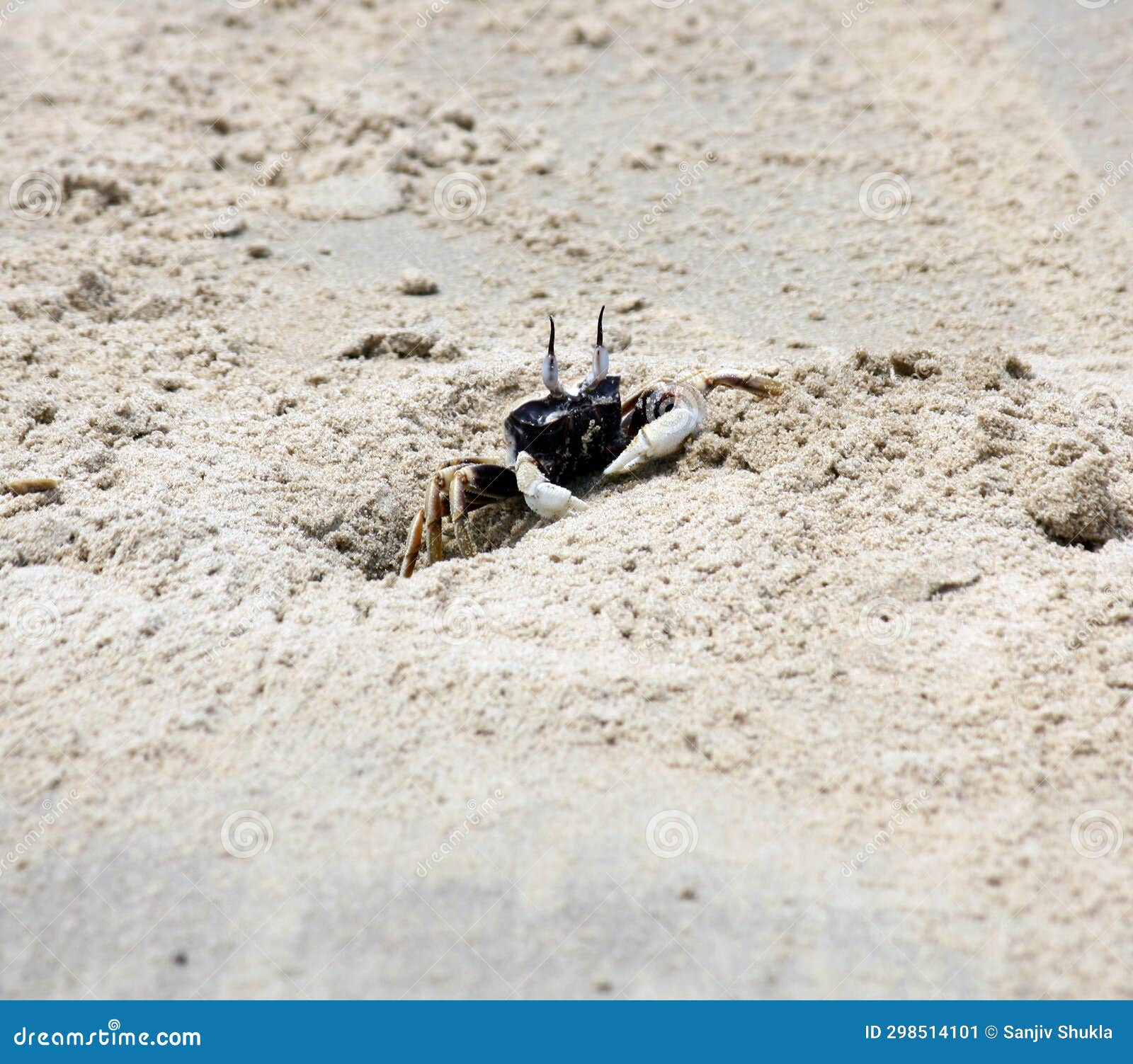 horned ghost crab (ocypode ceratophthalmus) near its burrow : (pix sanjiv shukla)