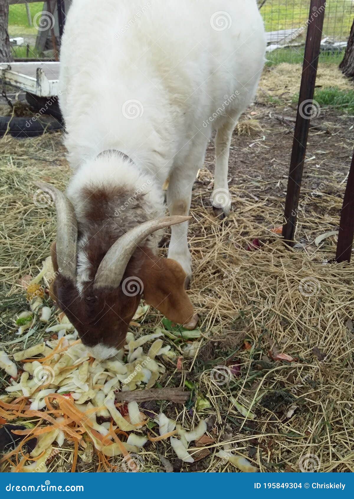 Horned Goat Eating Vegetable Scraps Stock Photo Image of vegetable
