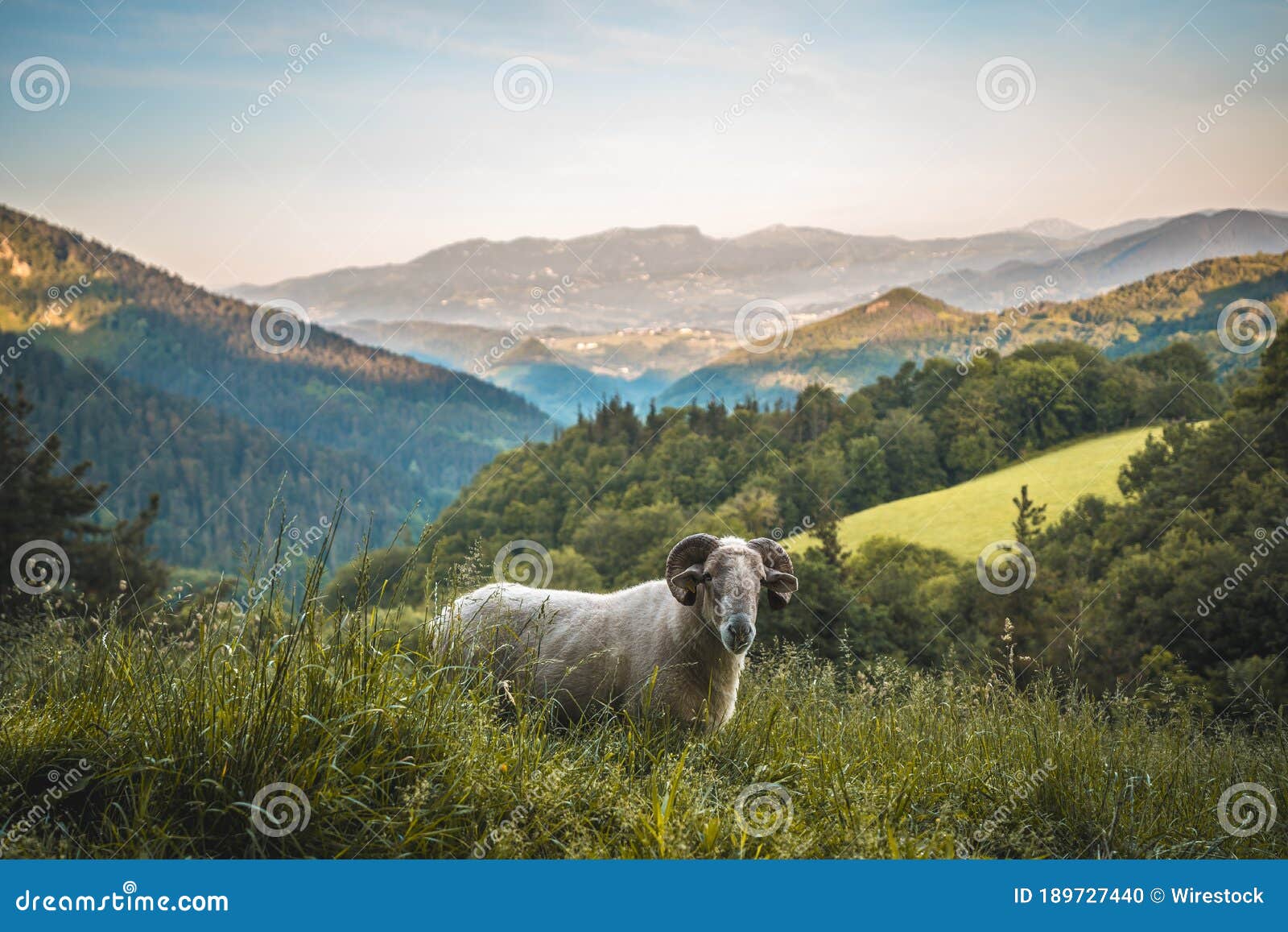 Horned Goat on the Mountain Adarra, Urnieta, Gipuzkoa, Spain Stock