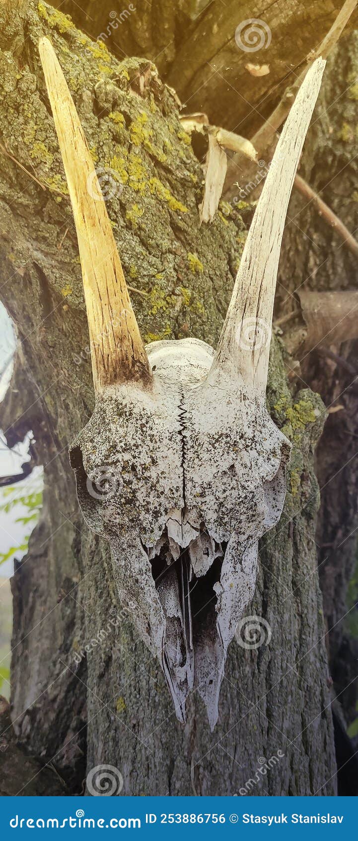 Horned Goat Skull on Three stock photo. Image of danger 253886756