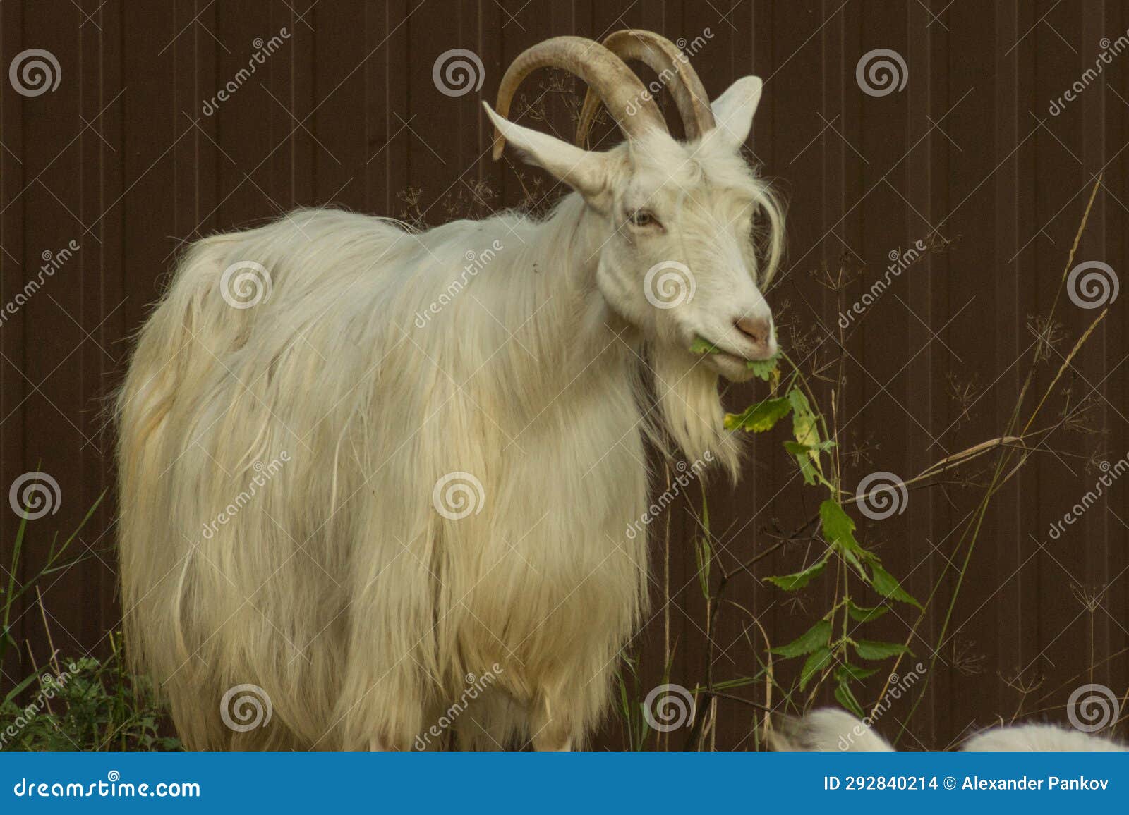 Horned Goat Thoughtfully Eats Nettle Leaves Stock Photo Image of rural, domestic 292840214