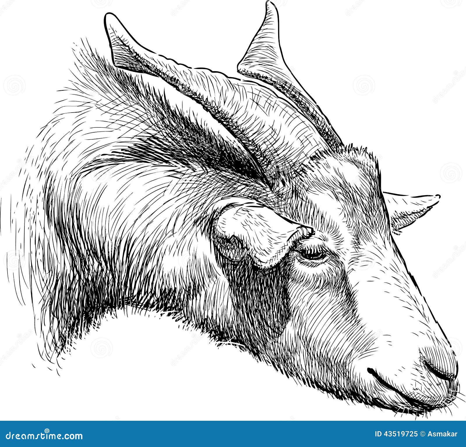 Horned goat stock vector. Illustration of sketch, drawing 43519725