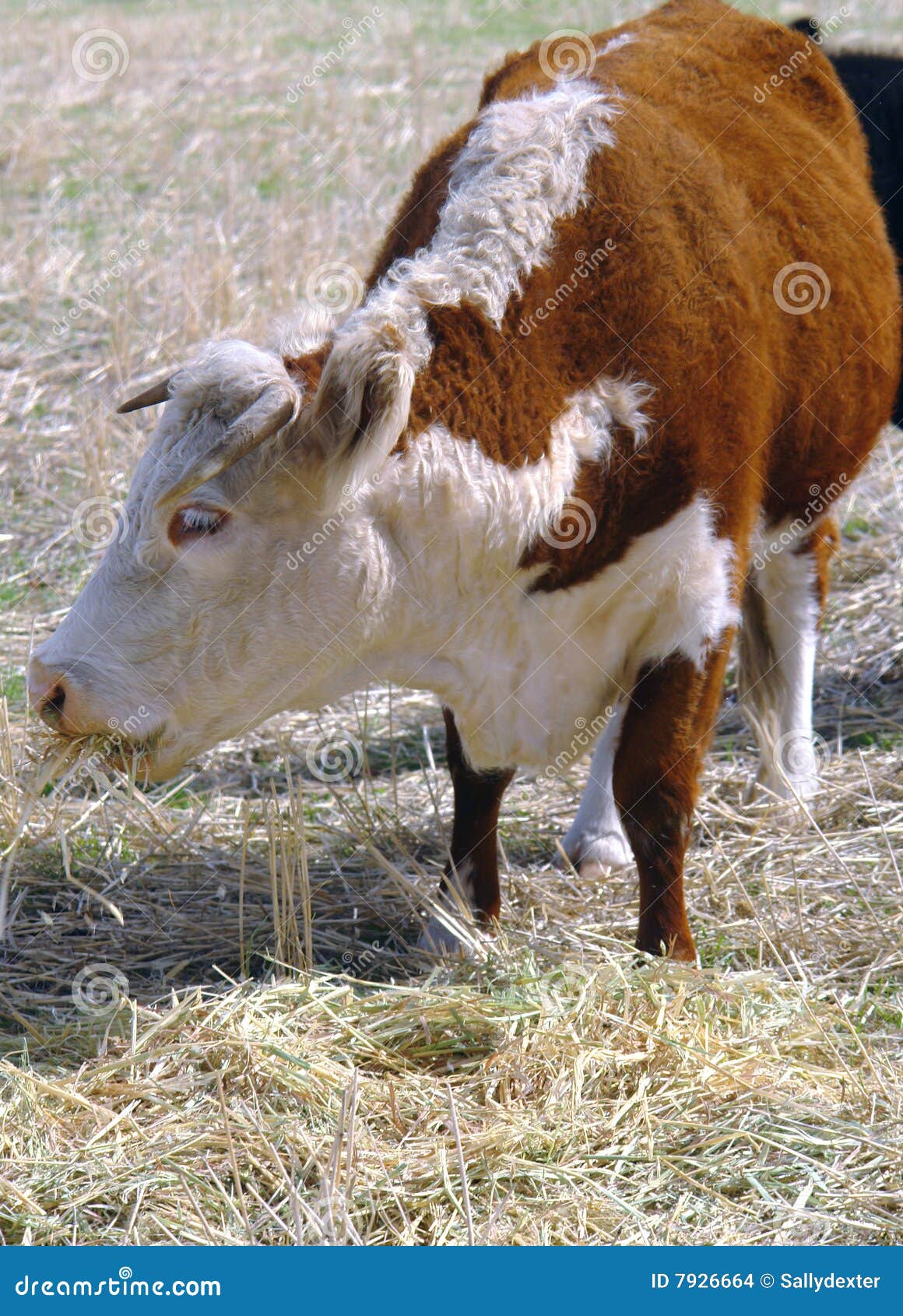 Horned Hereford Cow In Field Stock Photo Image Of Horned Face 7926664