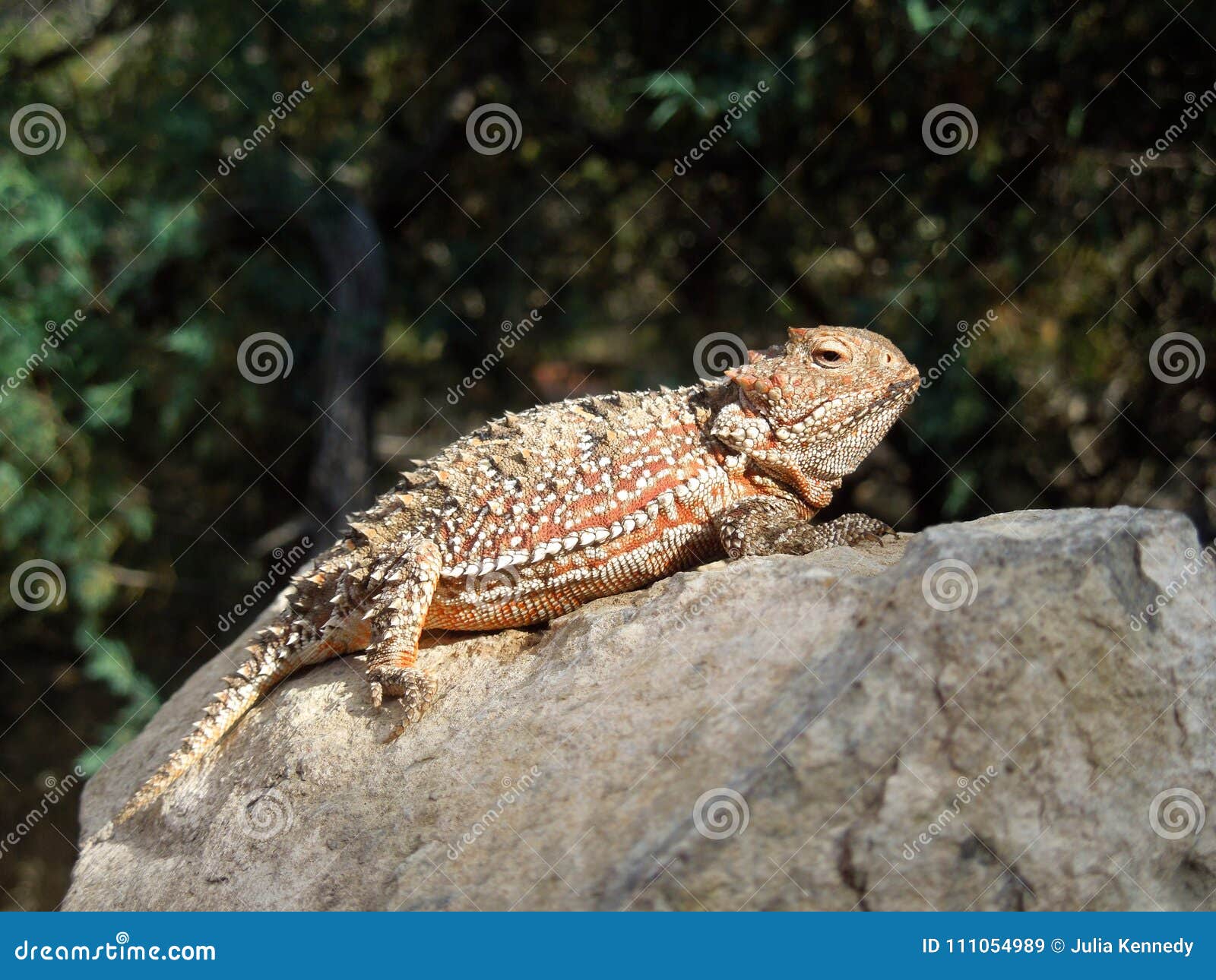 horned lizard basking in the sun on a rock
