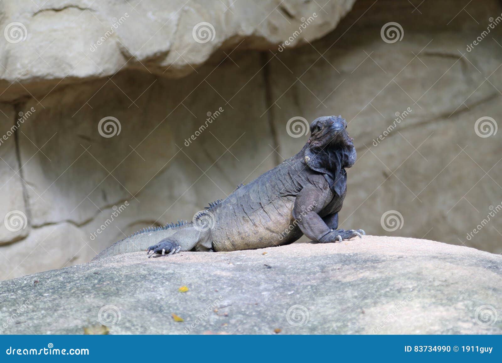 Horned Lizard 3 stock photo. Image of threatening, scale ...
