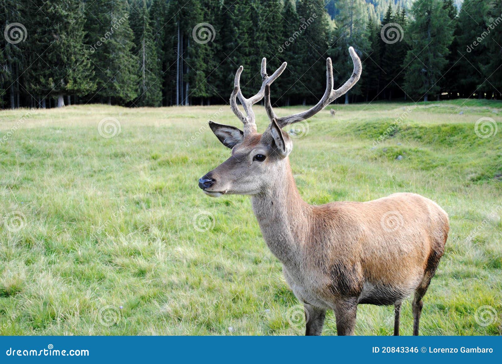 Horned Male Deer in Mountain Landscape Stock Photo Image of snout