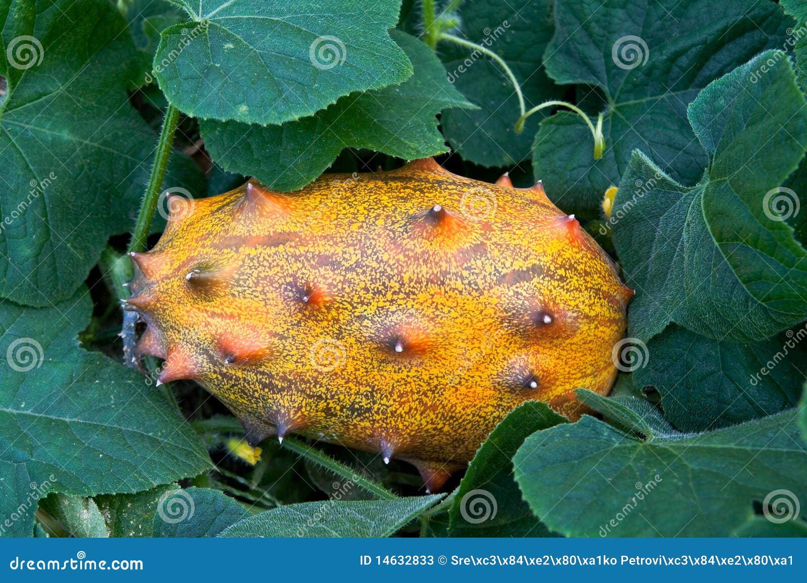 Horned Melon Fruit stock image. Image of healthy, produce 14632833