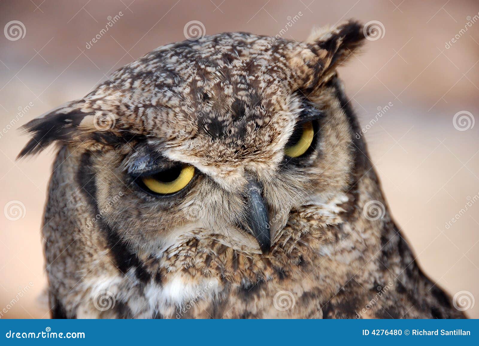 horned owl - bÃÂºho