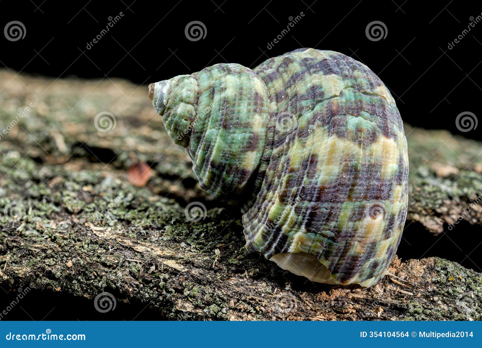 horned turbo cornutus snail on driftwood
