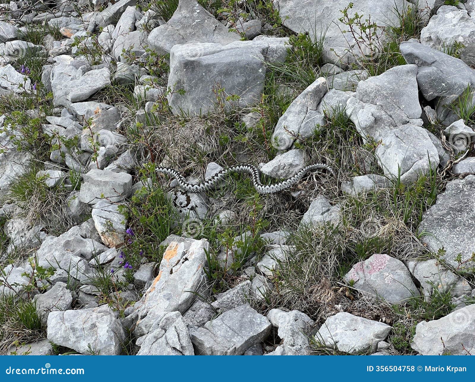 horned viper (lat. vipera ammodytes) long-nosed viper, nose-horned viper, sand viper - velebit nature park, croatia