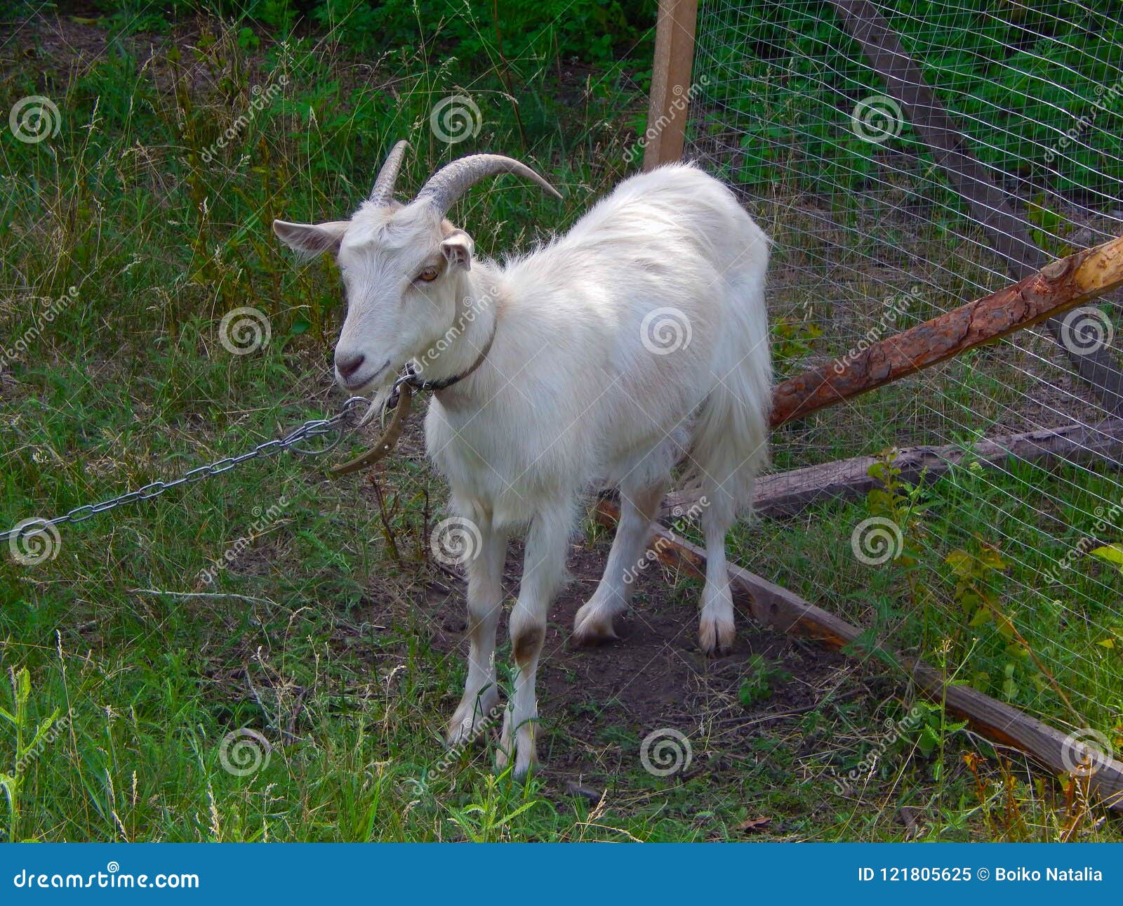Horned White Goat Tied To a Chain Stock Image Image of dairy, mammal