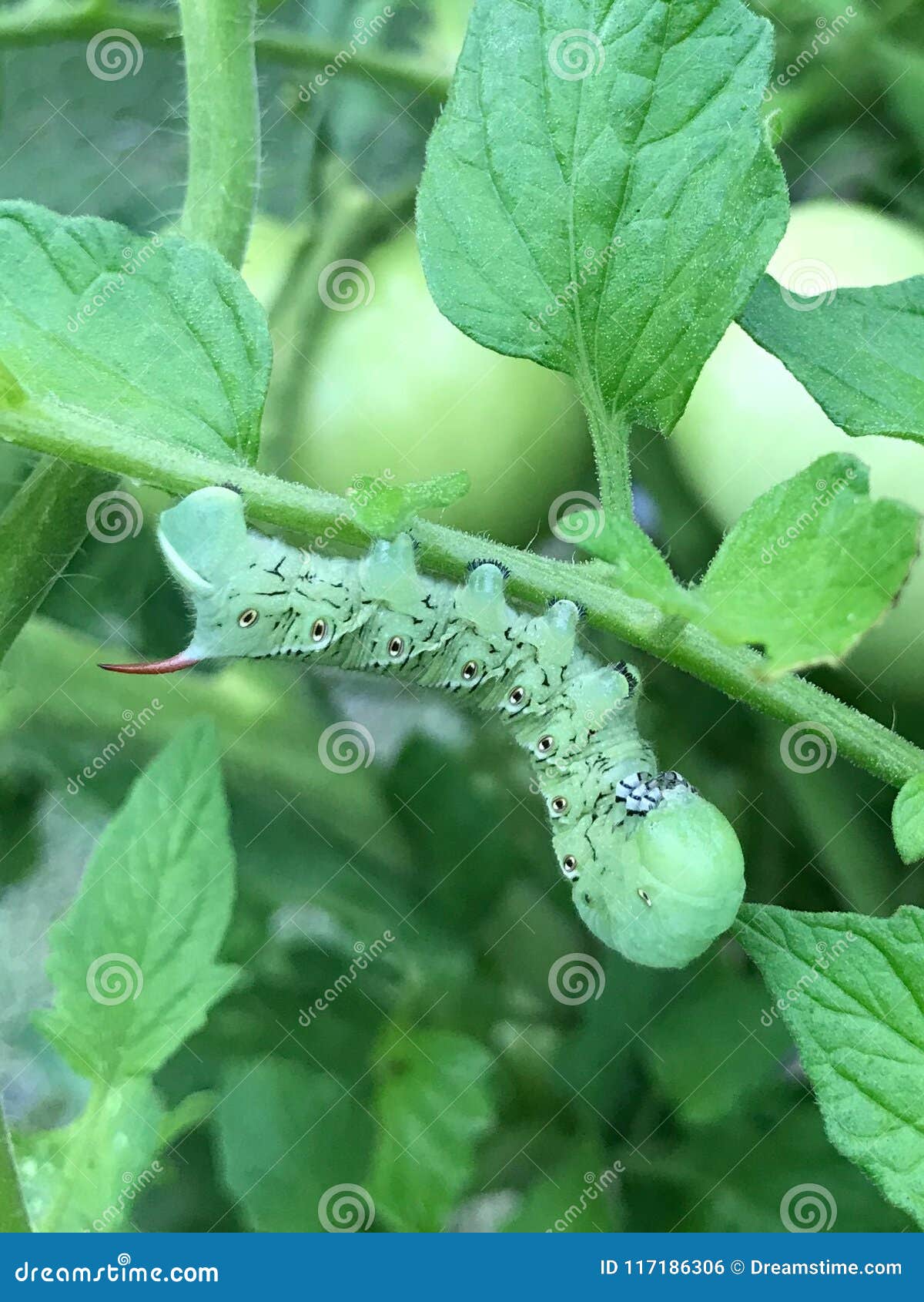 download plants worm download plants worm