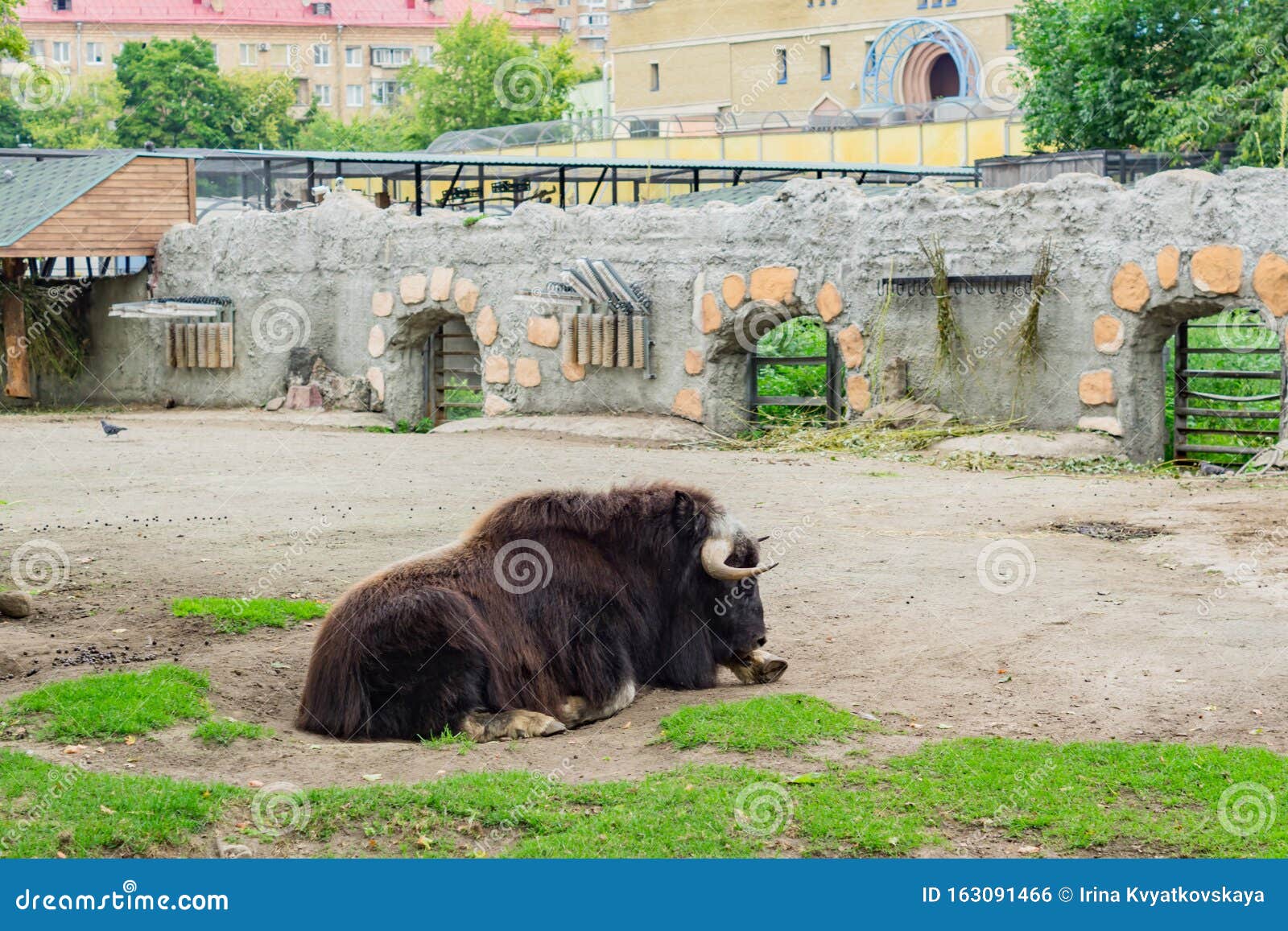 Horned Yak at the Farm. Wild Animal Stock Photo Image of animal, beef