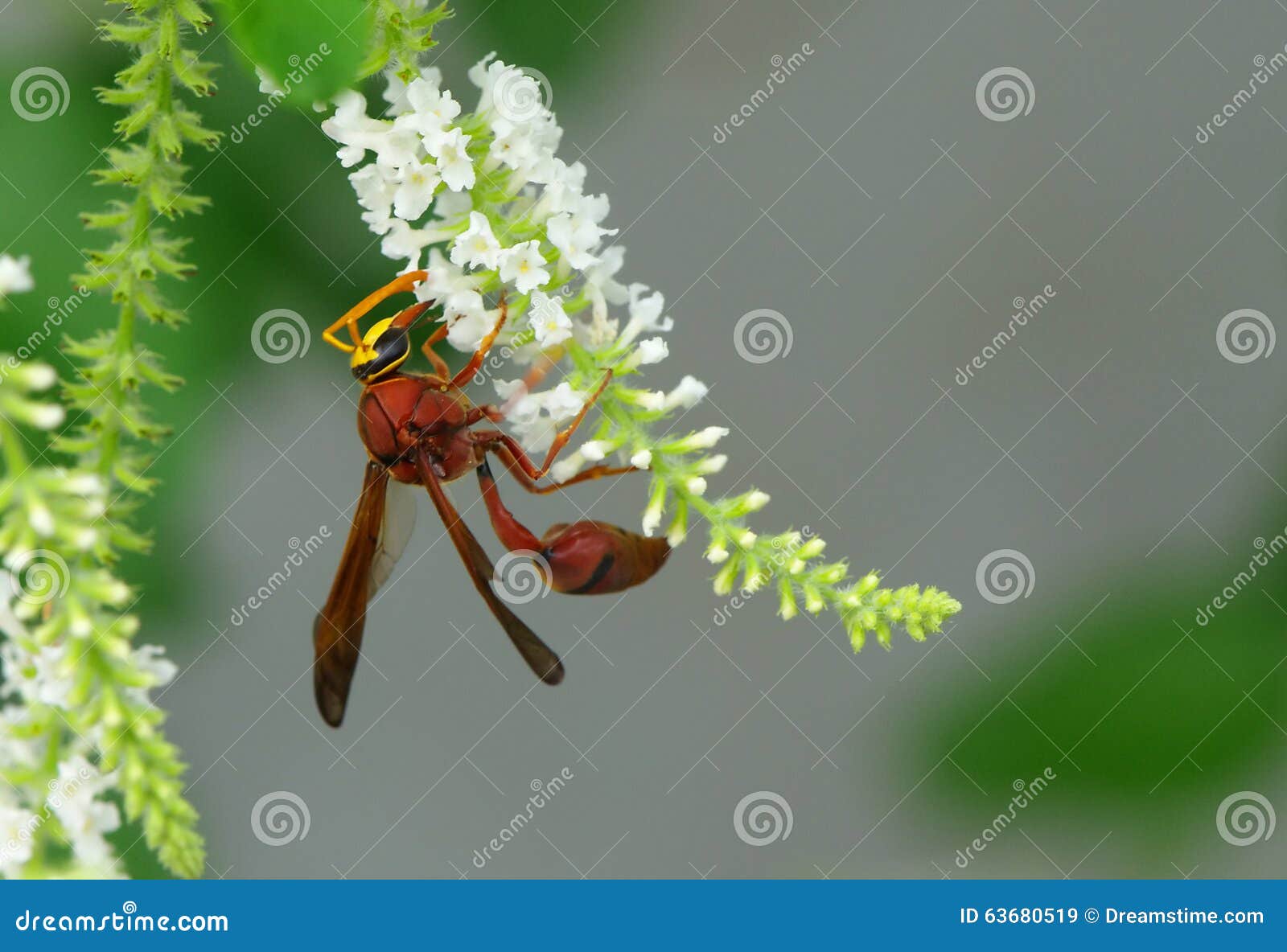 and flower stock image. Image of greenfield, field 63680519