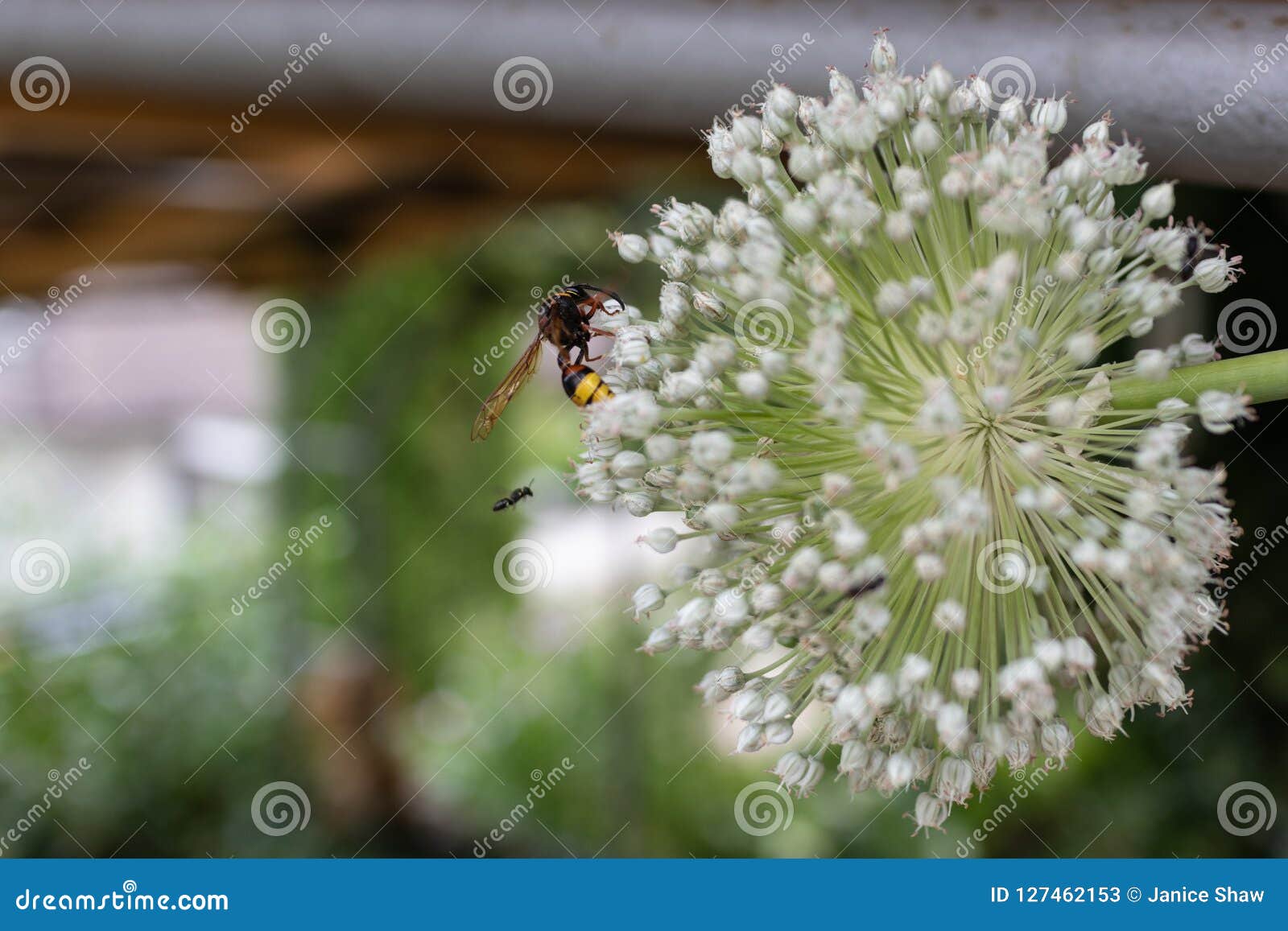 on garlic flower stock image. Image of european 127462153