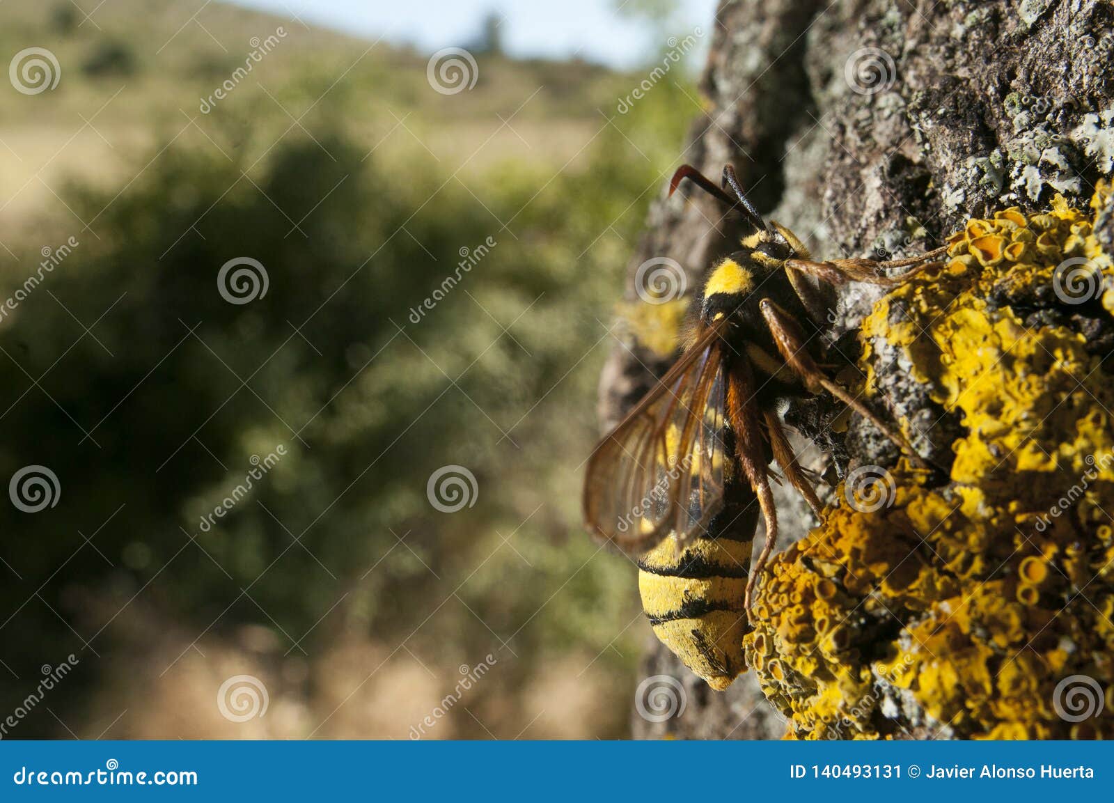 hornet moth sesia apiformis,butterfly