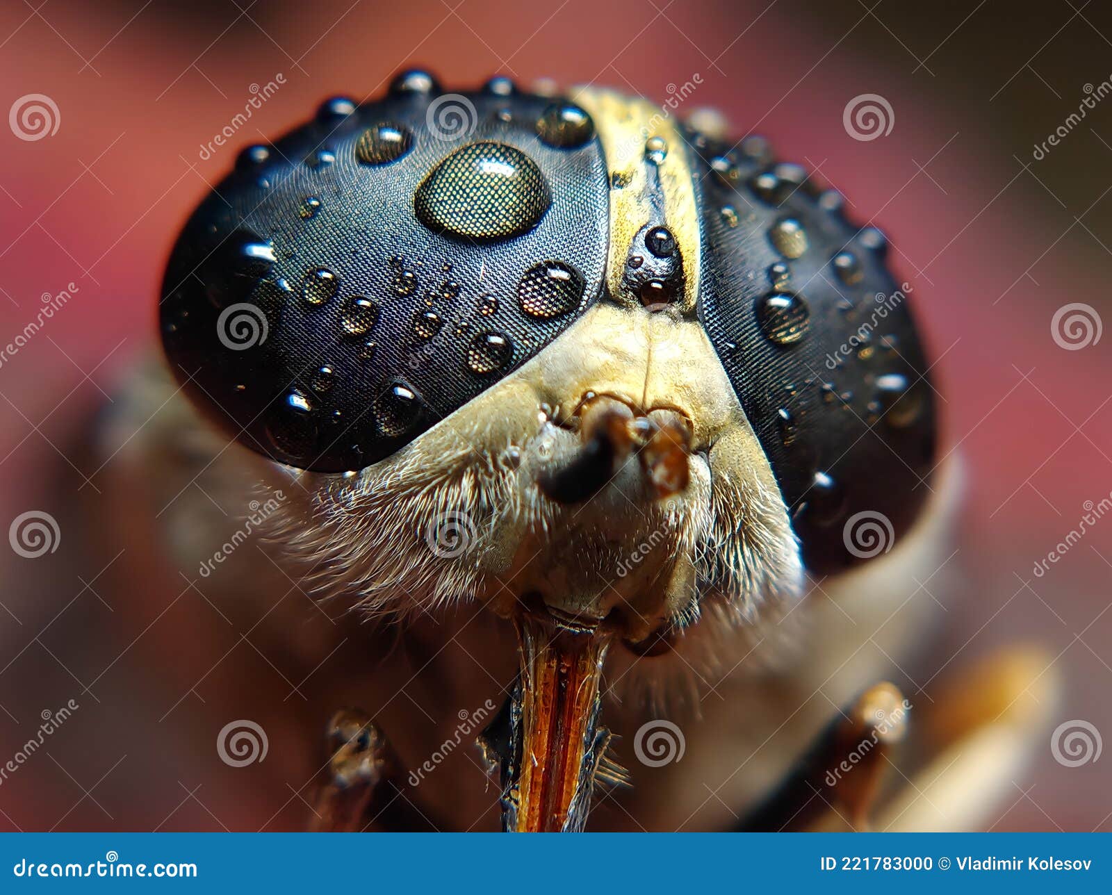 Eyes Stock Photos Free & RoyaltyFree Stock Photos from Dreamstime