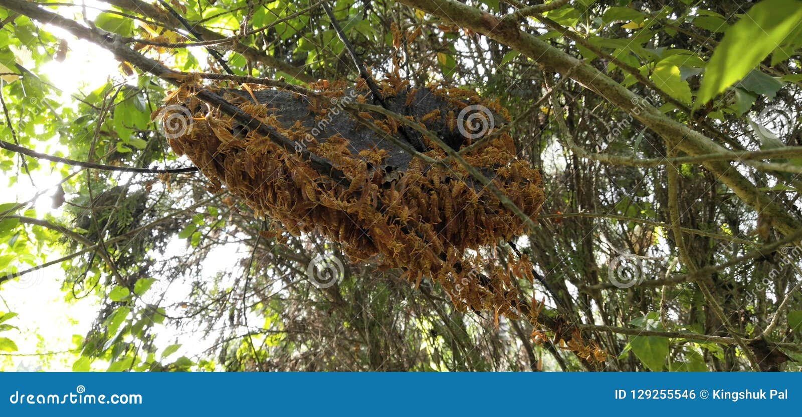 s Nest stock photo. Image of nest, dangerous 129255546