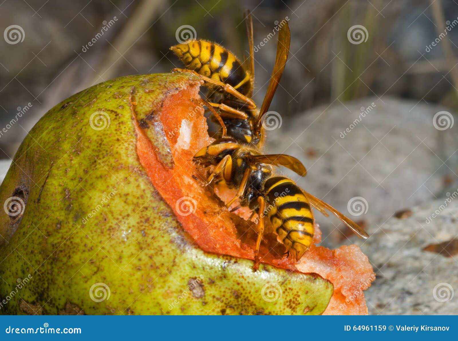 1 stock image. Image of beauty, flying, chops 64961159