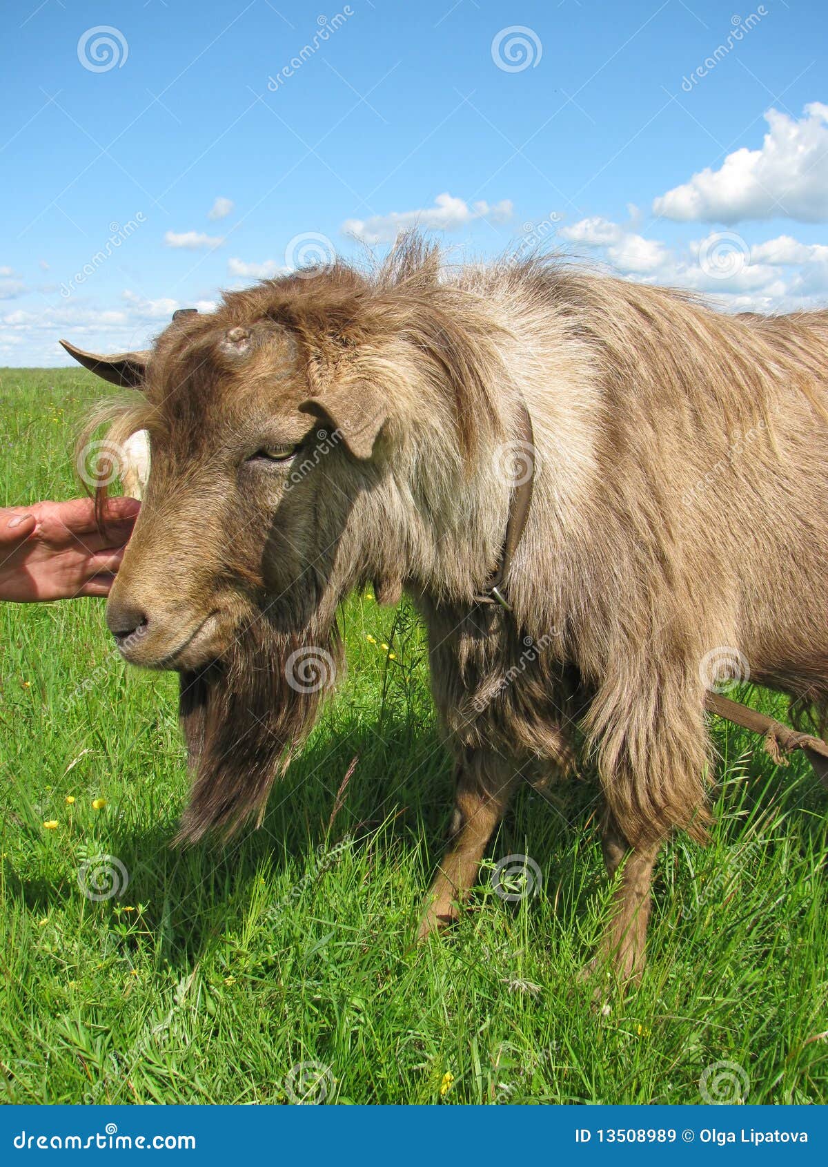 Hornless brown goat stock image. Image of nature, close 13508989