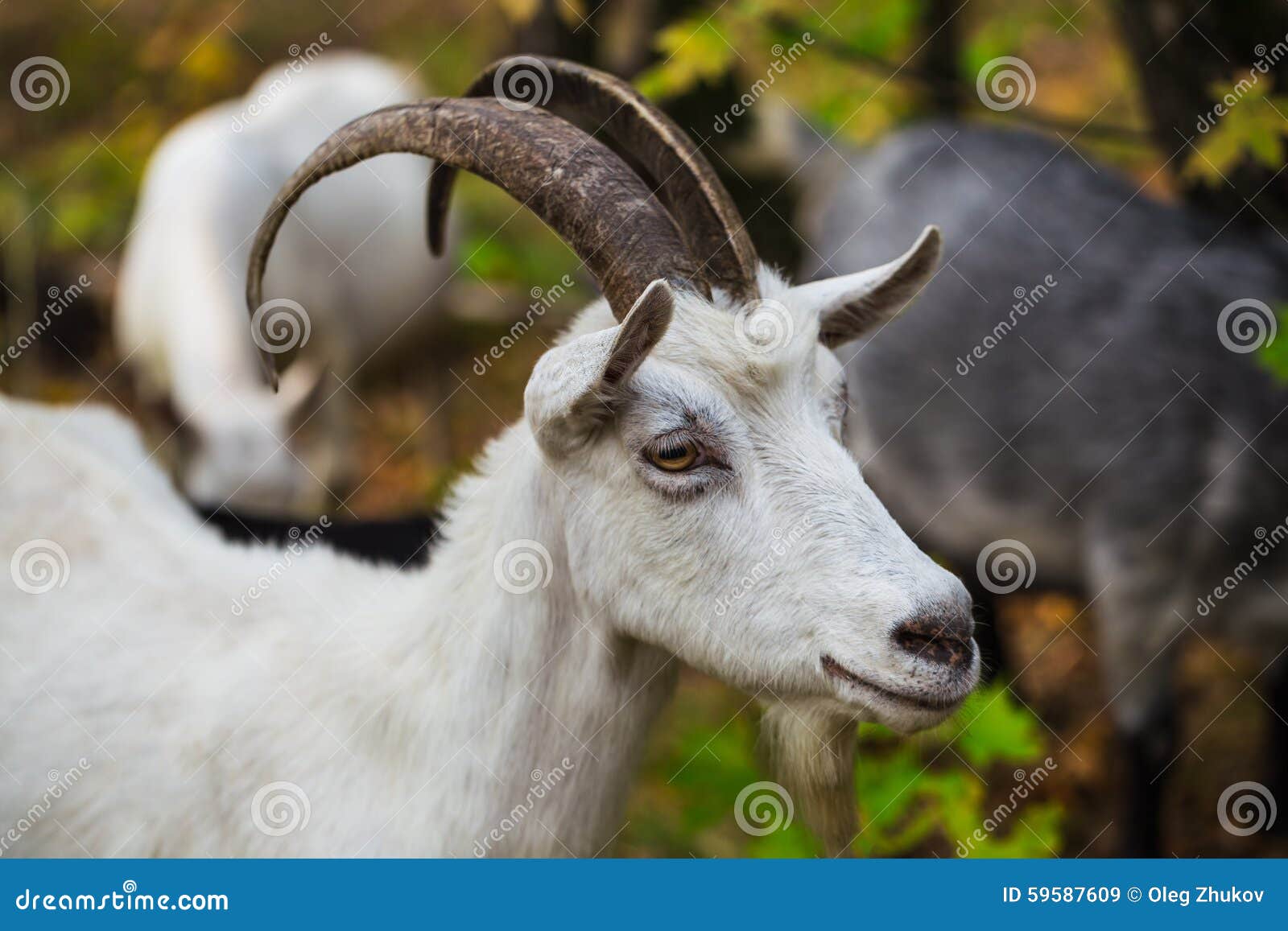 Hornless Brown Goat at the Meadow Stock Image Image of nature