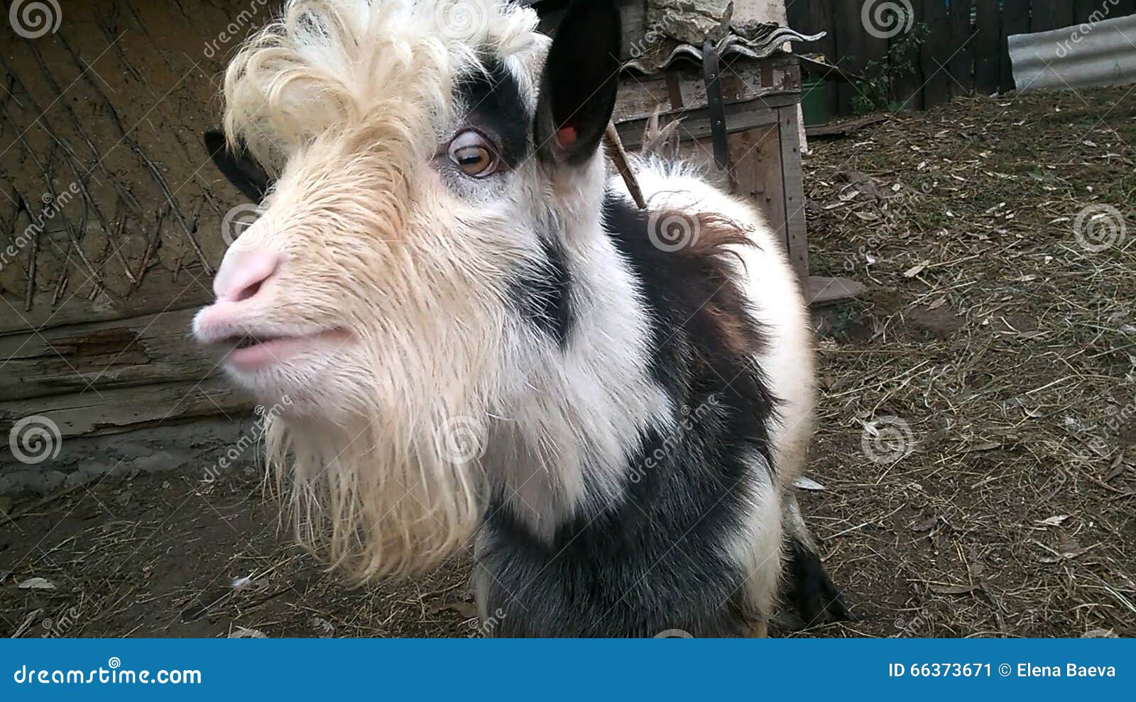 The hornless goat stock image. Image of perky, hamlet 66373671