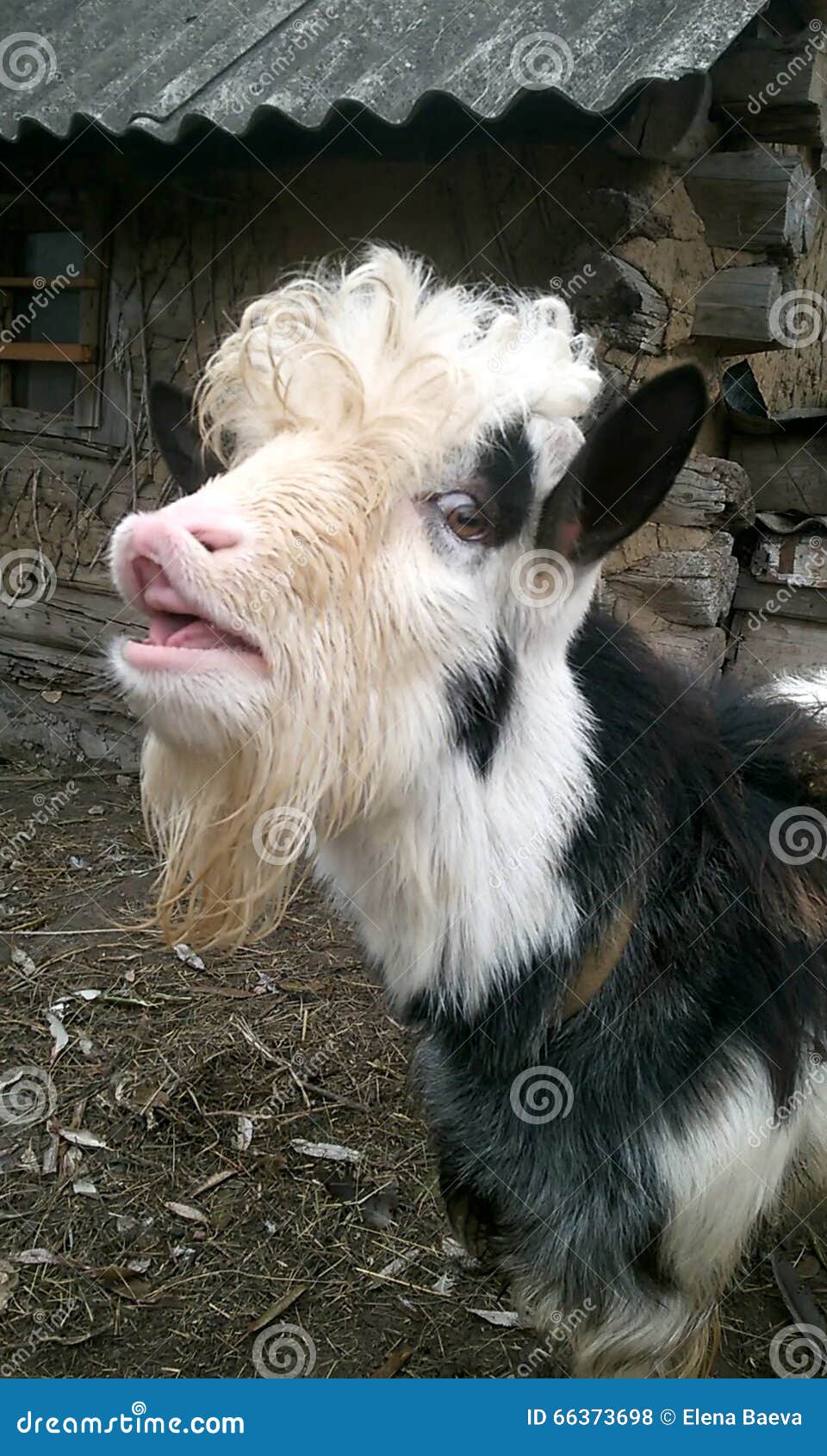 The hornless goat stock photo. Image of beast, cheerful 66373698