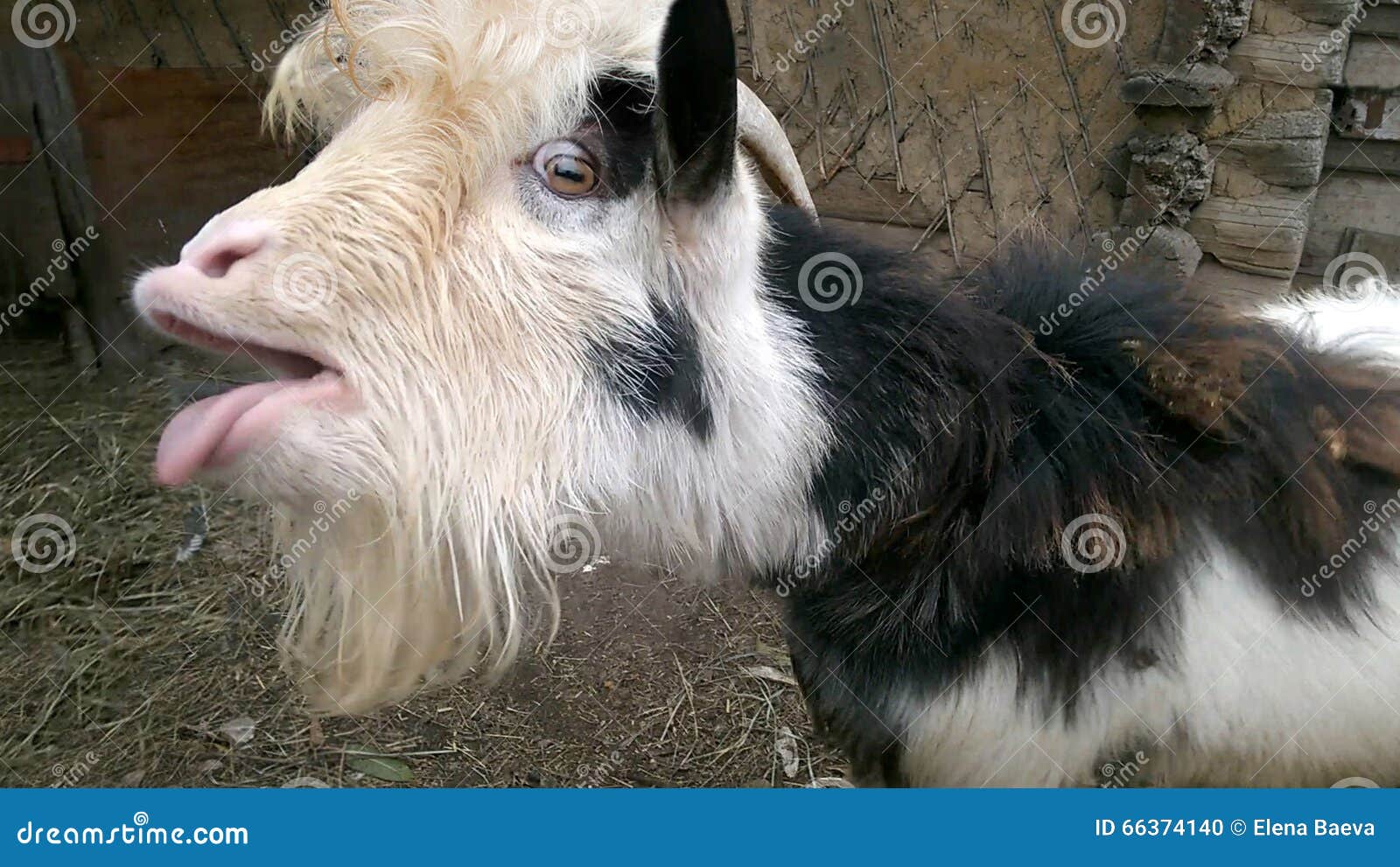 The hornless goat stock photo. Image of brute, wonder 66374140